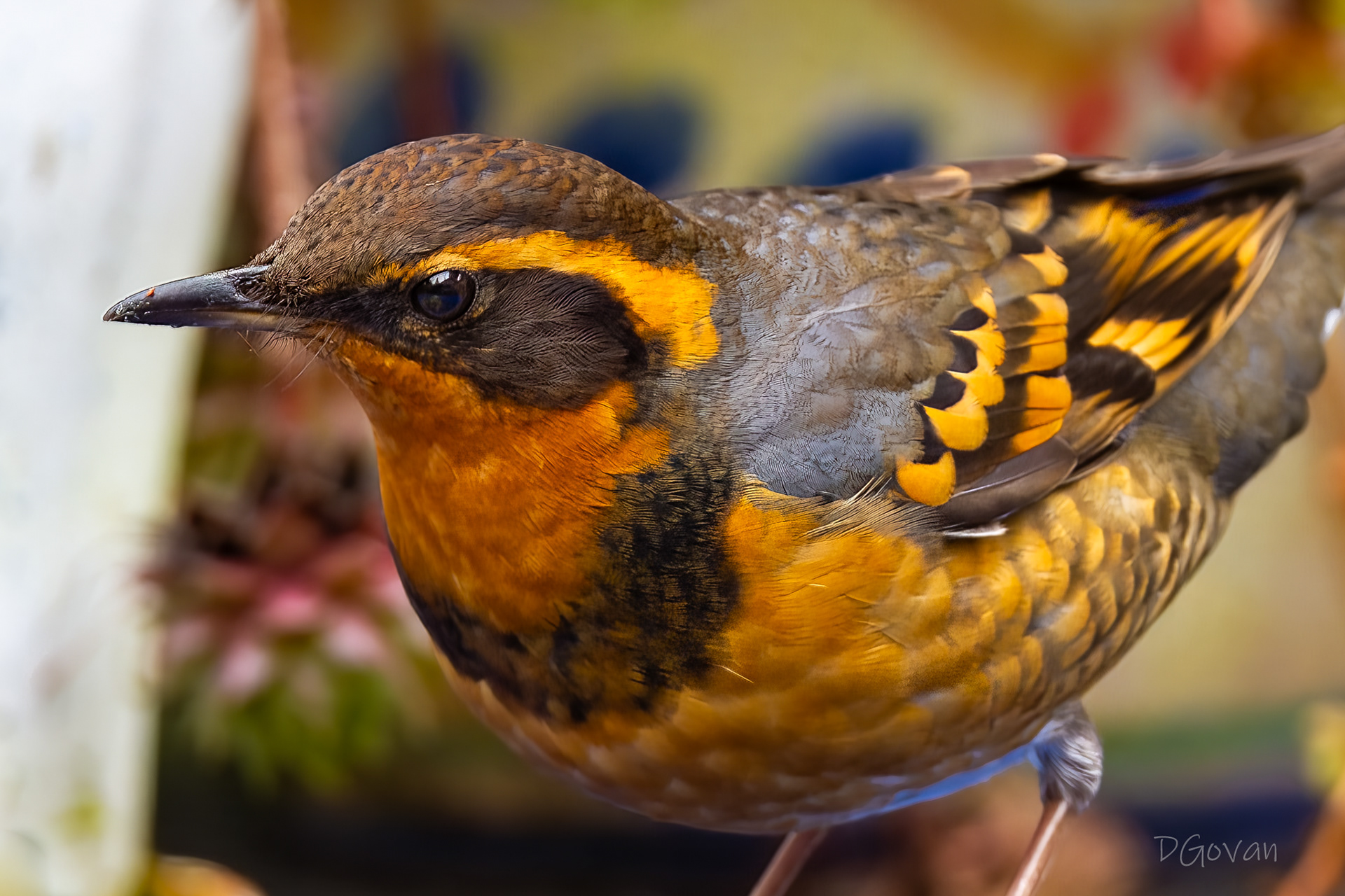 Varied Thrush