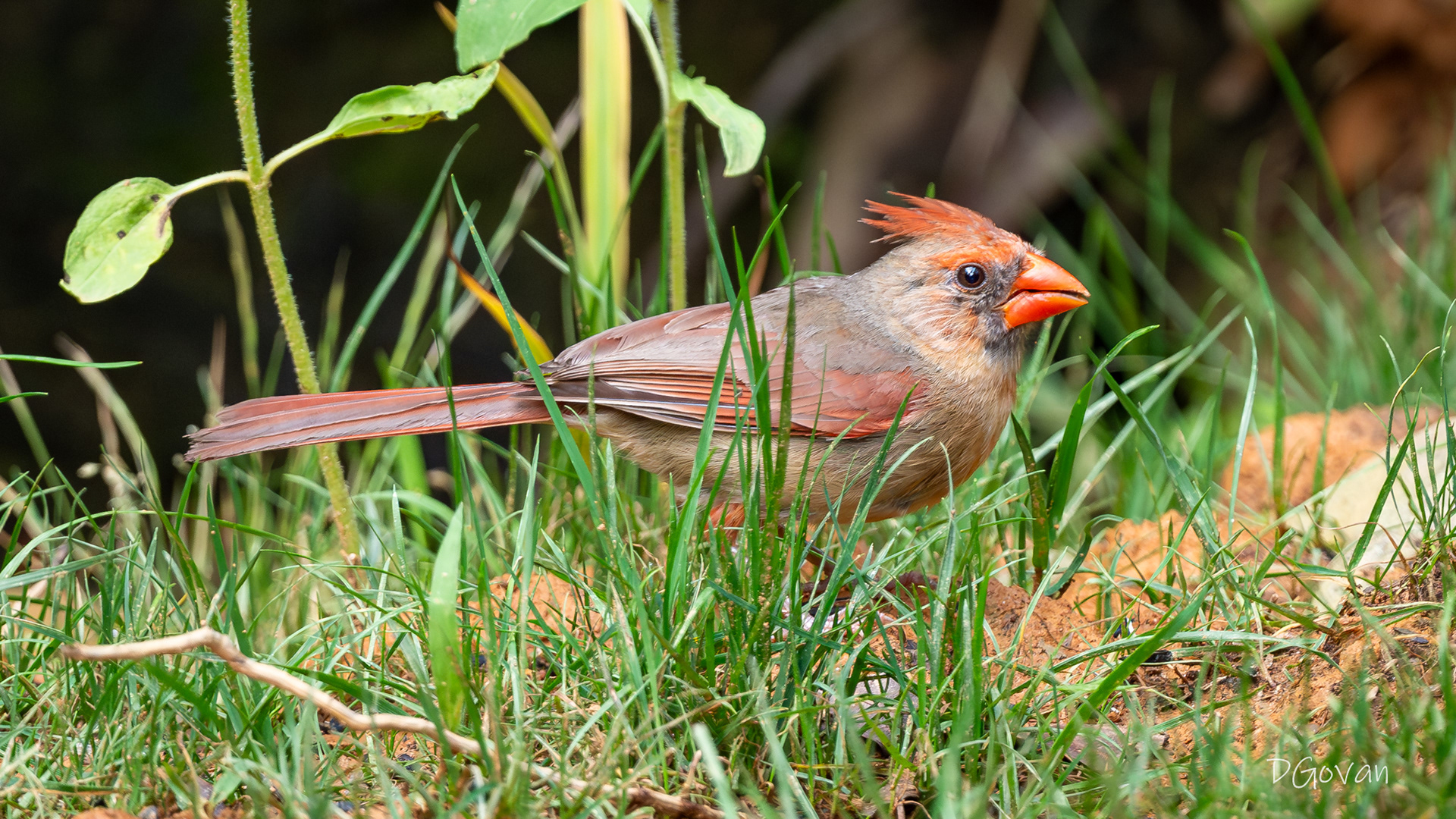 Female Cardinal