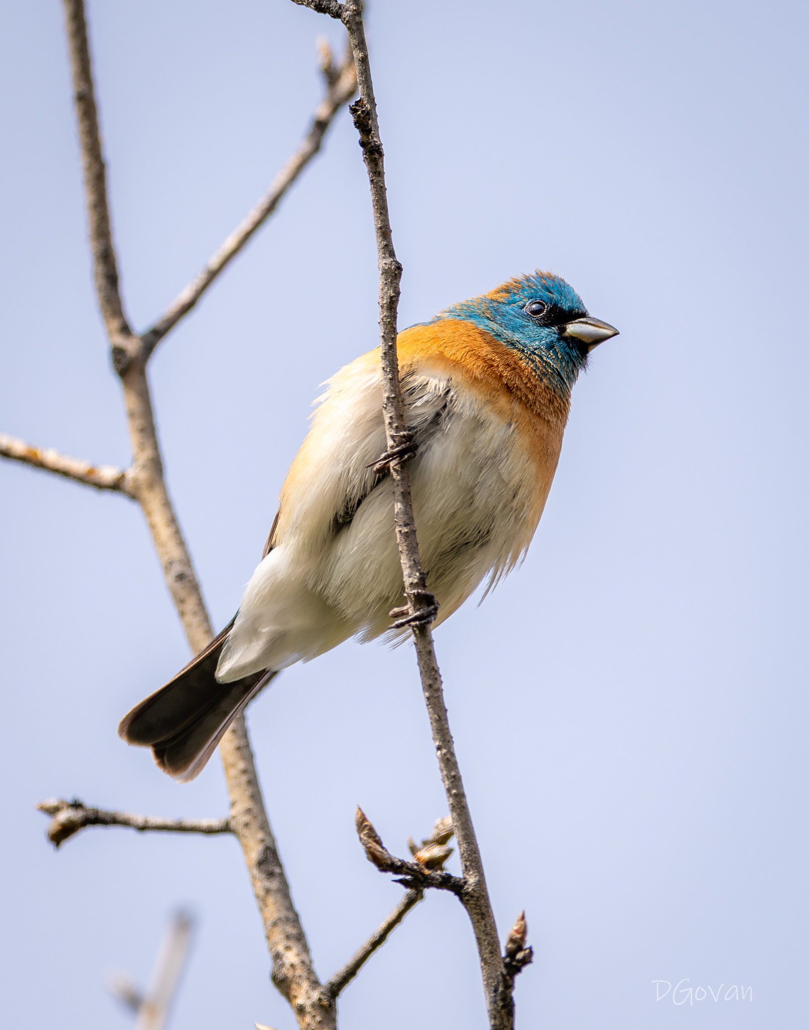 Lazuli Bunting