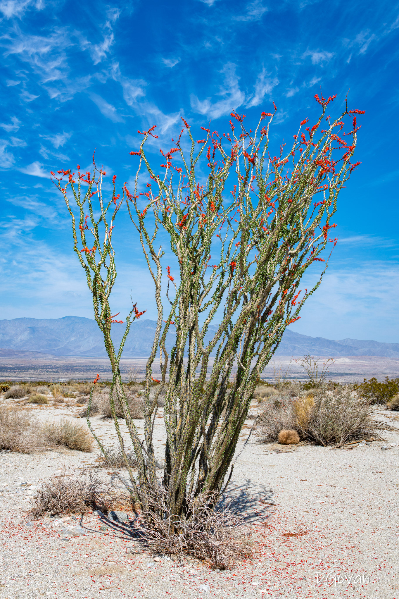 Ocotillo, Anza Borrego