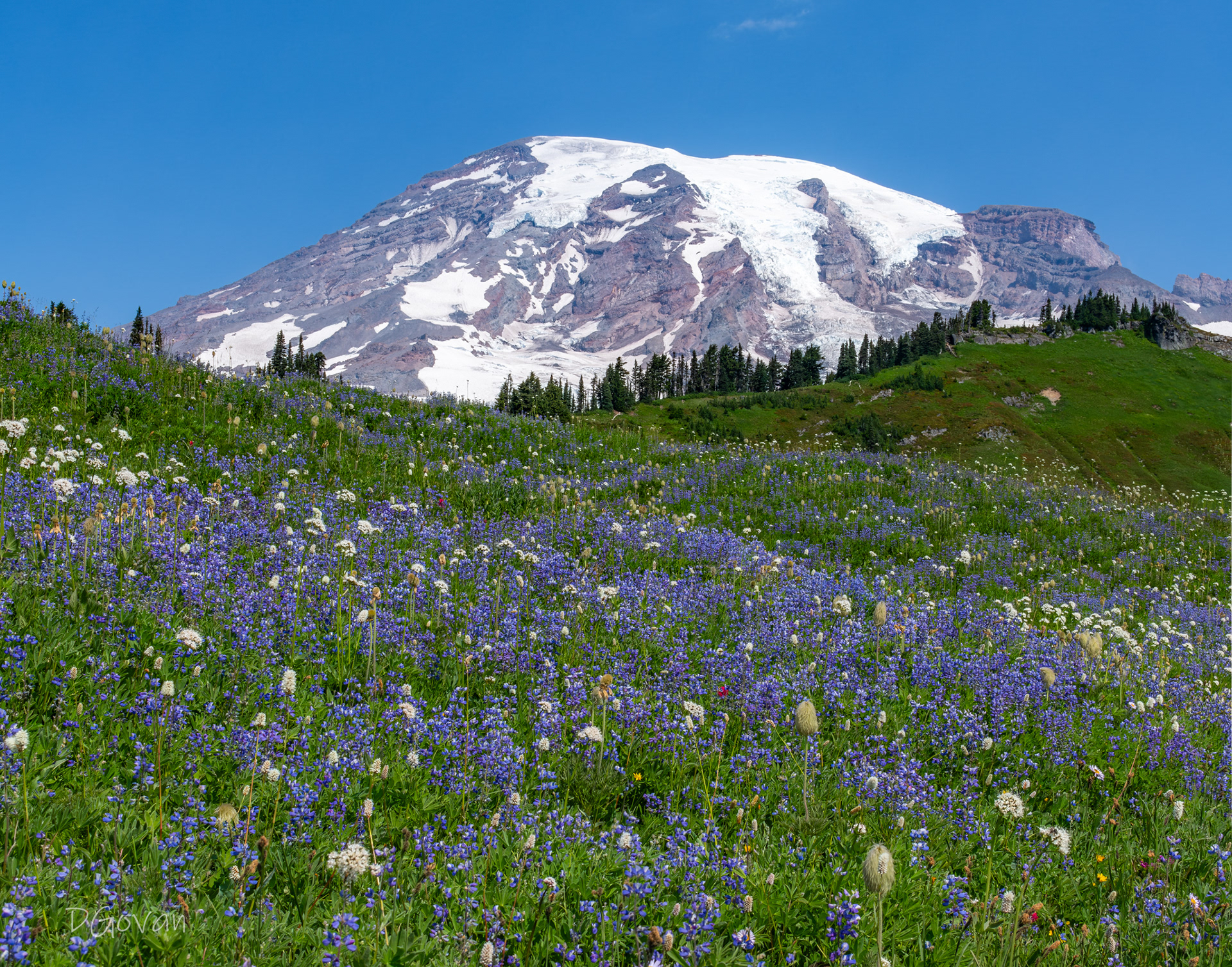 Wildflowers - Mt. Rainier