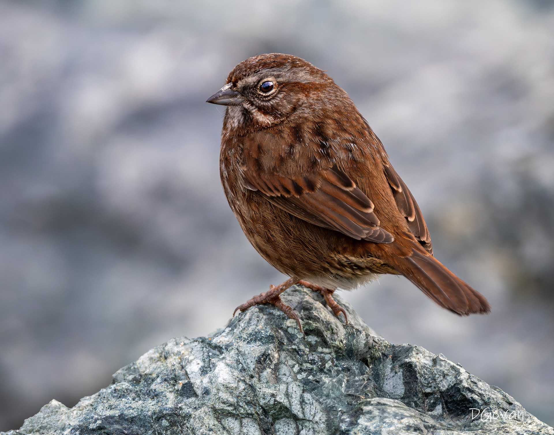Song Sparrow