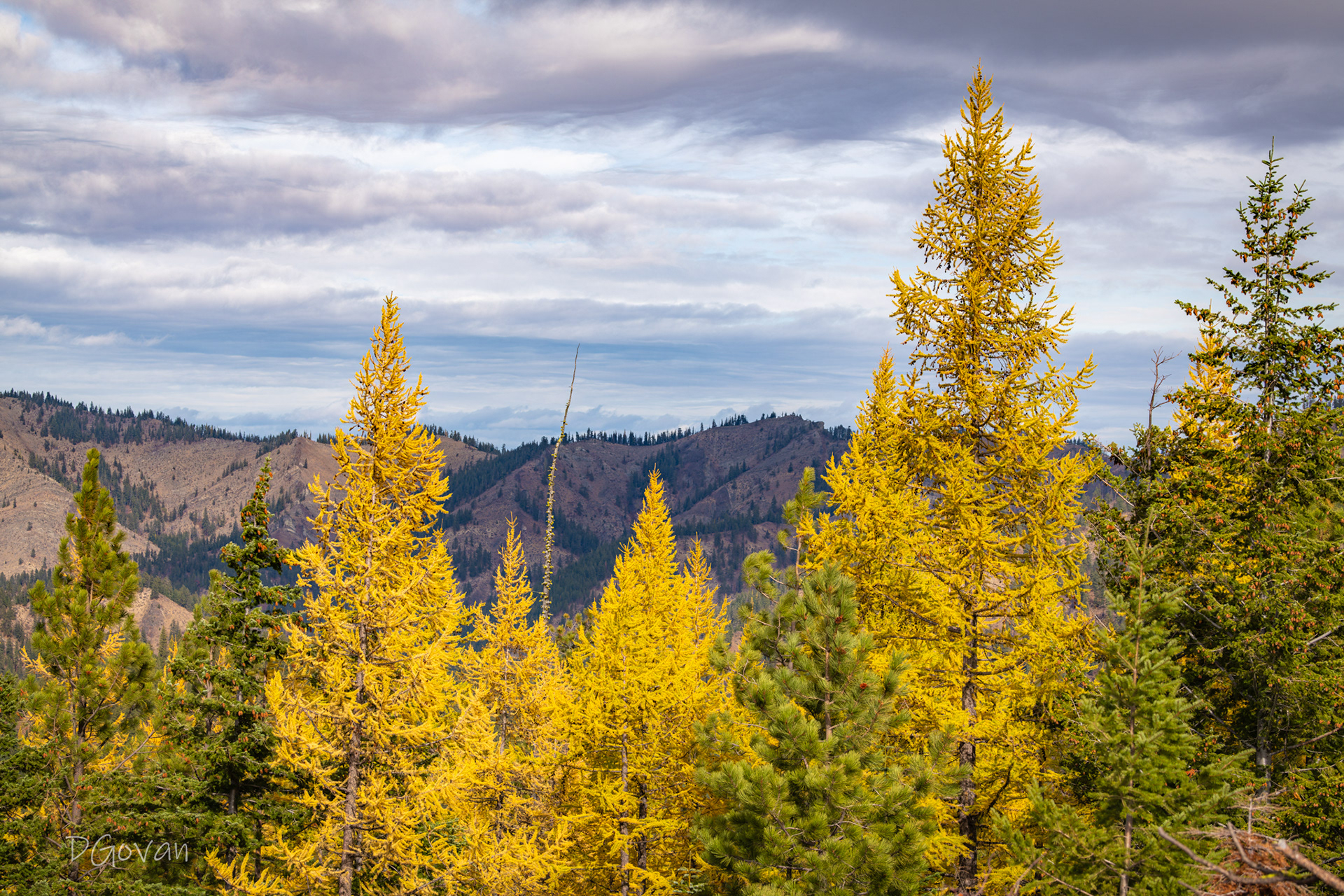 Golden Larches