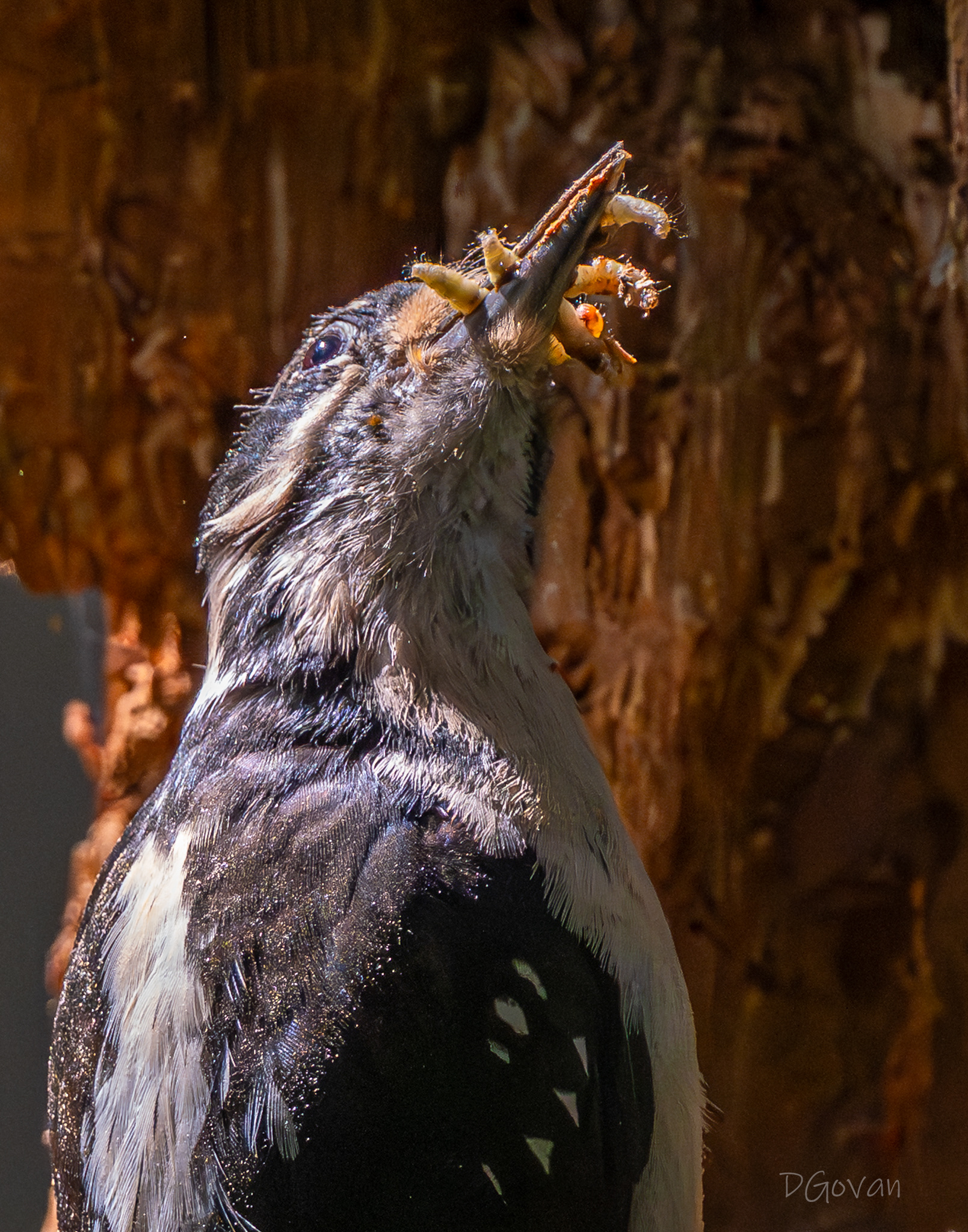 Yummy Lunch! - Hairy