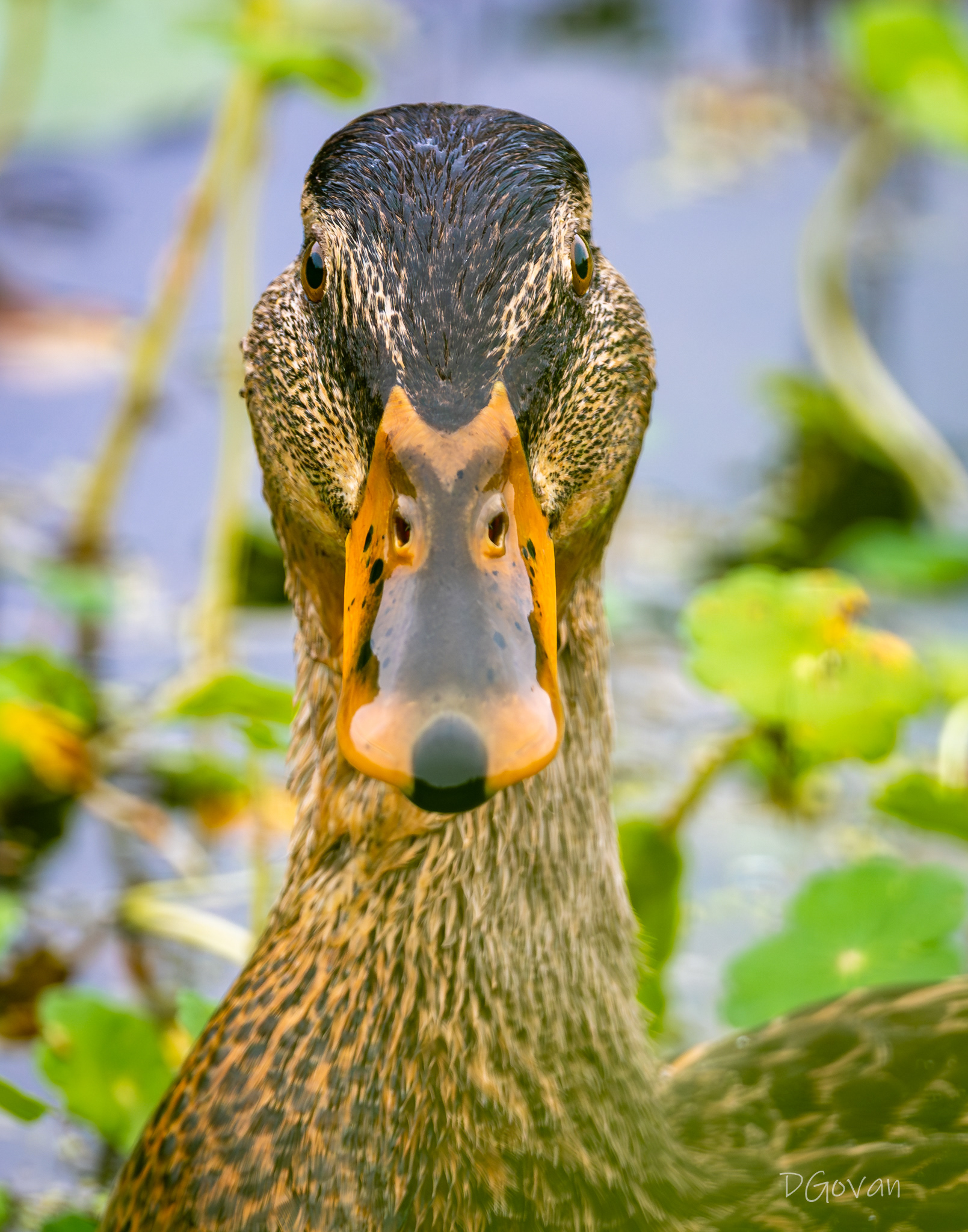 Duck-dog