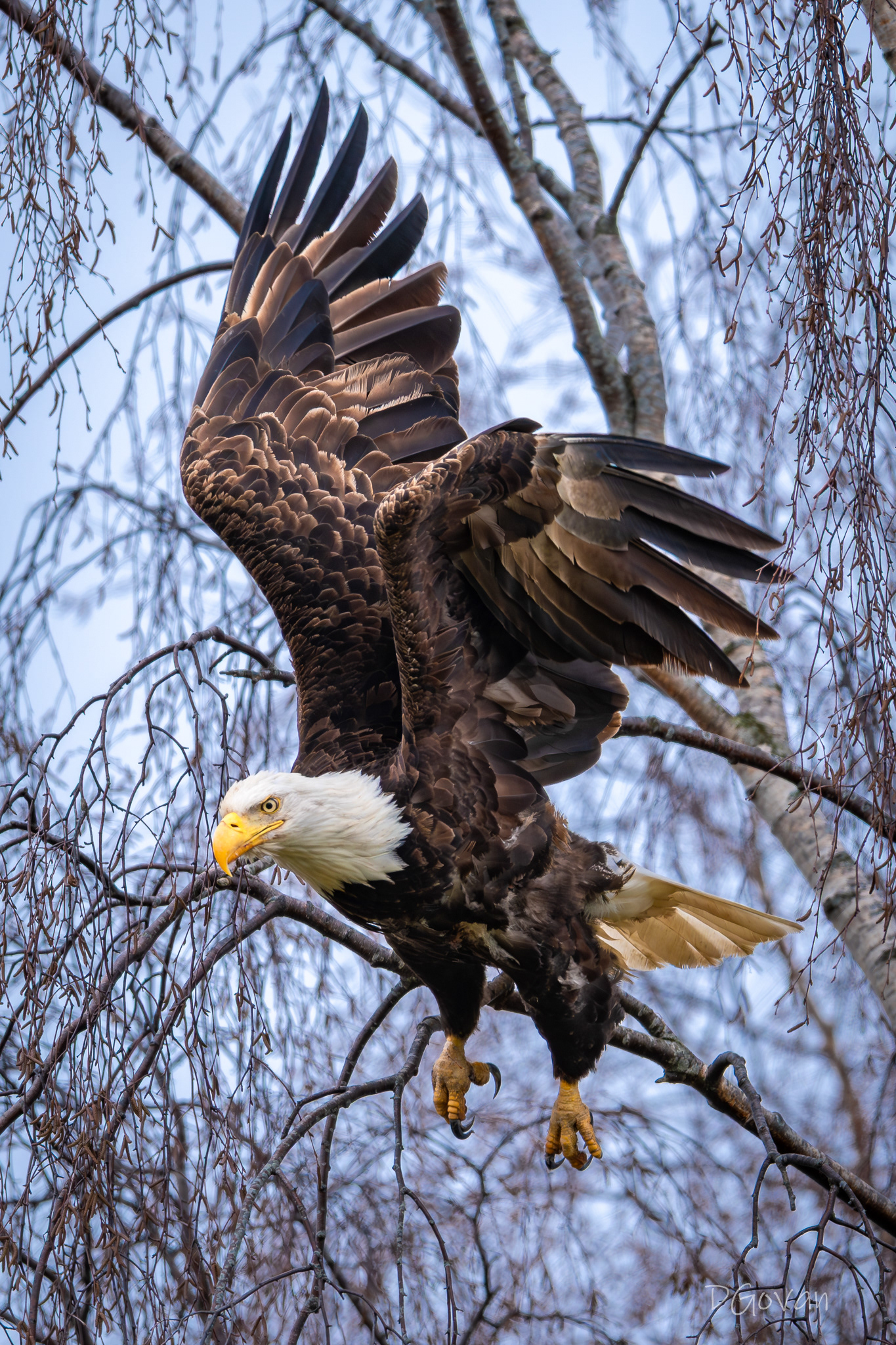 Taking Flight