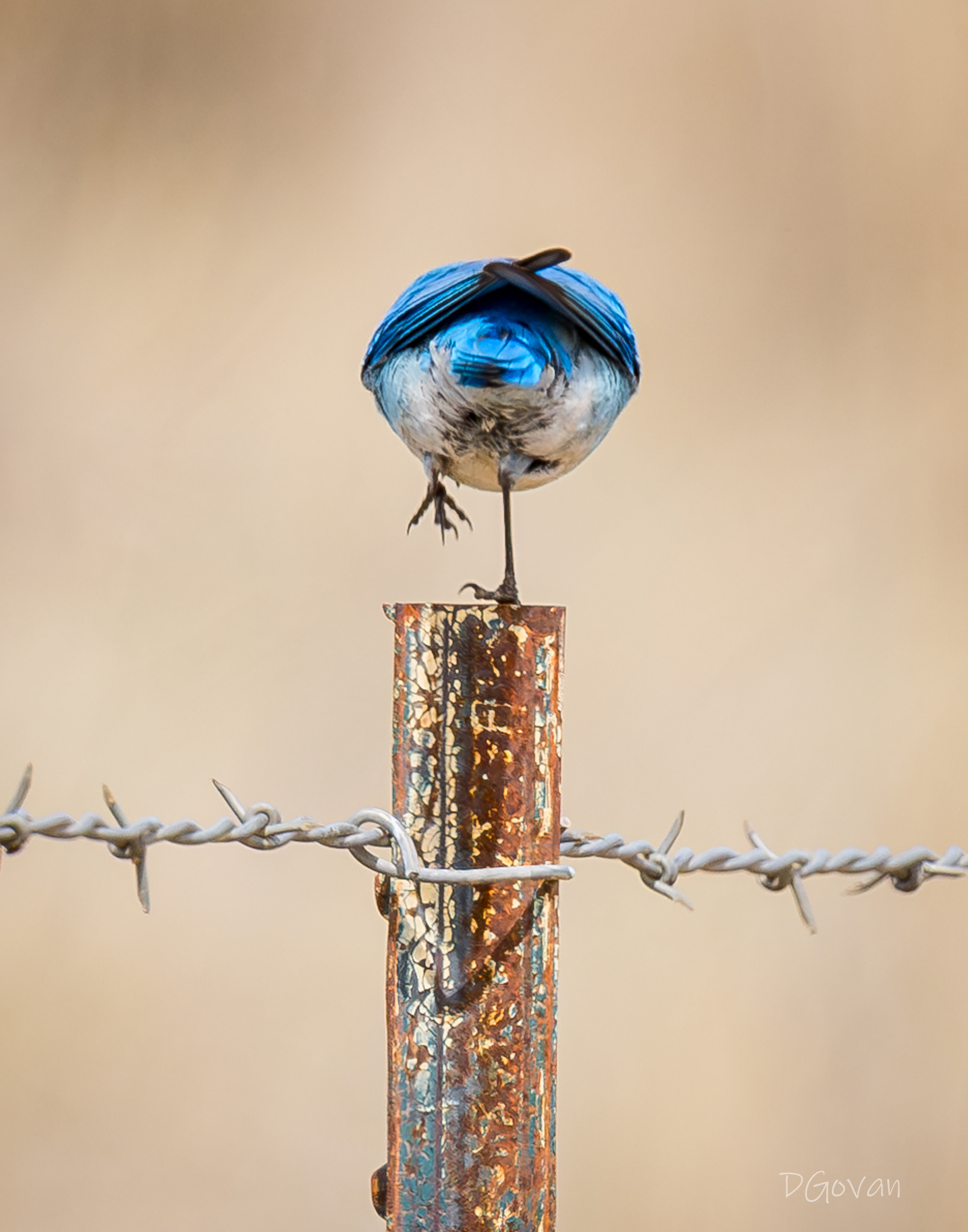 Rear View - Bluebird