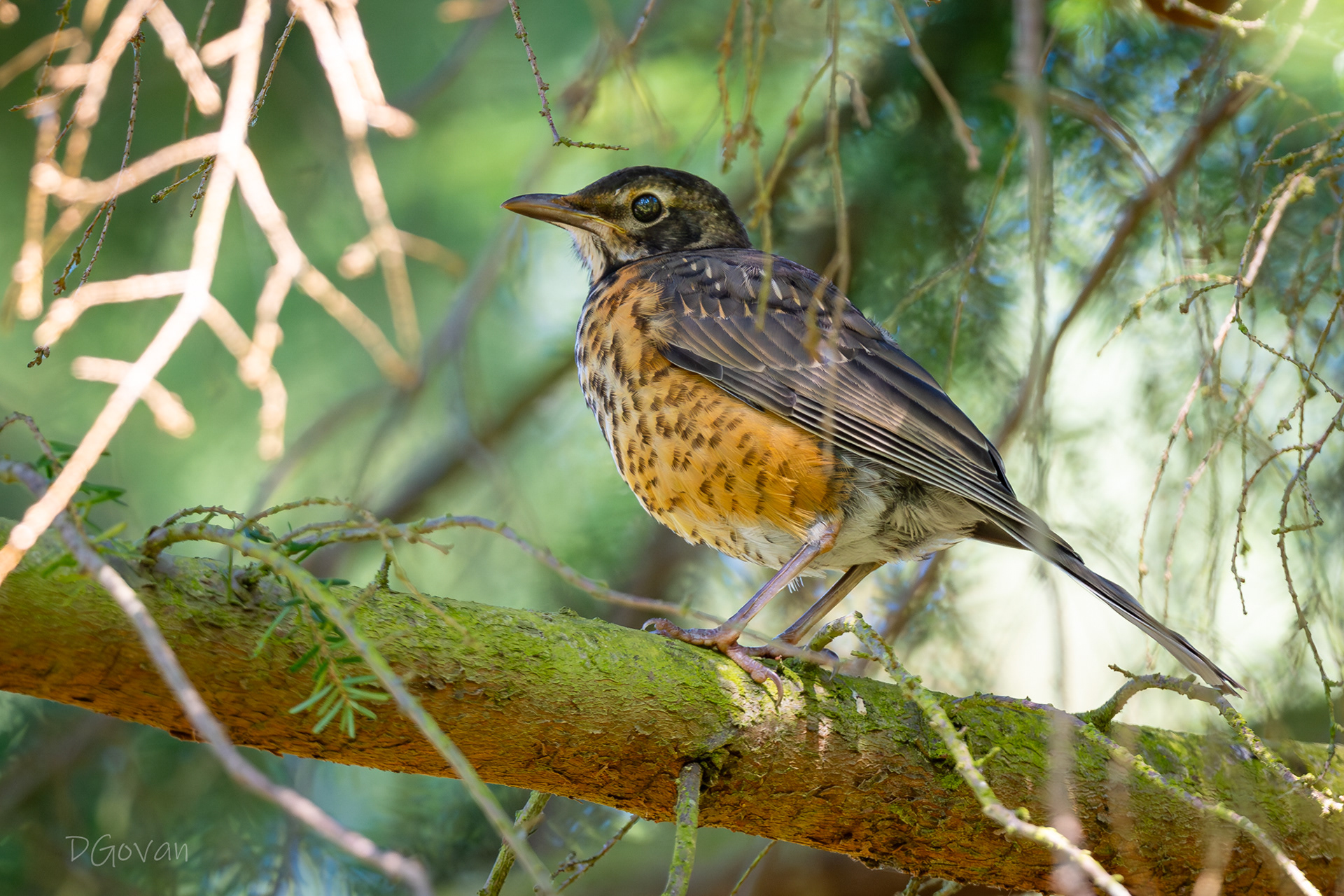 Young Robin