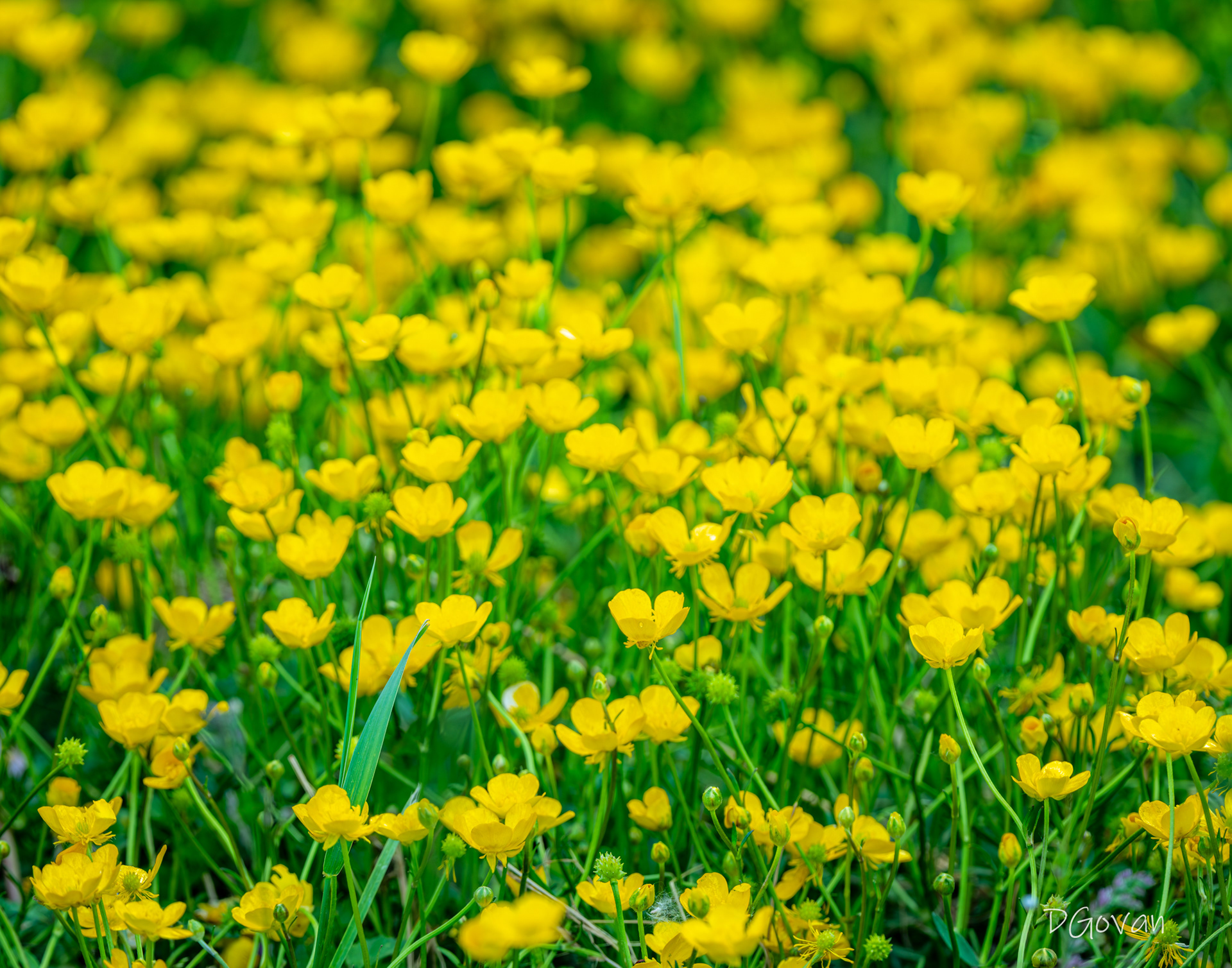 Buttercups