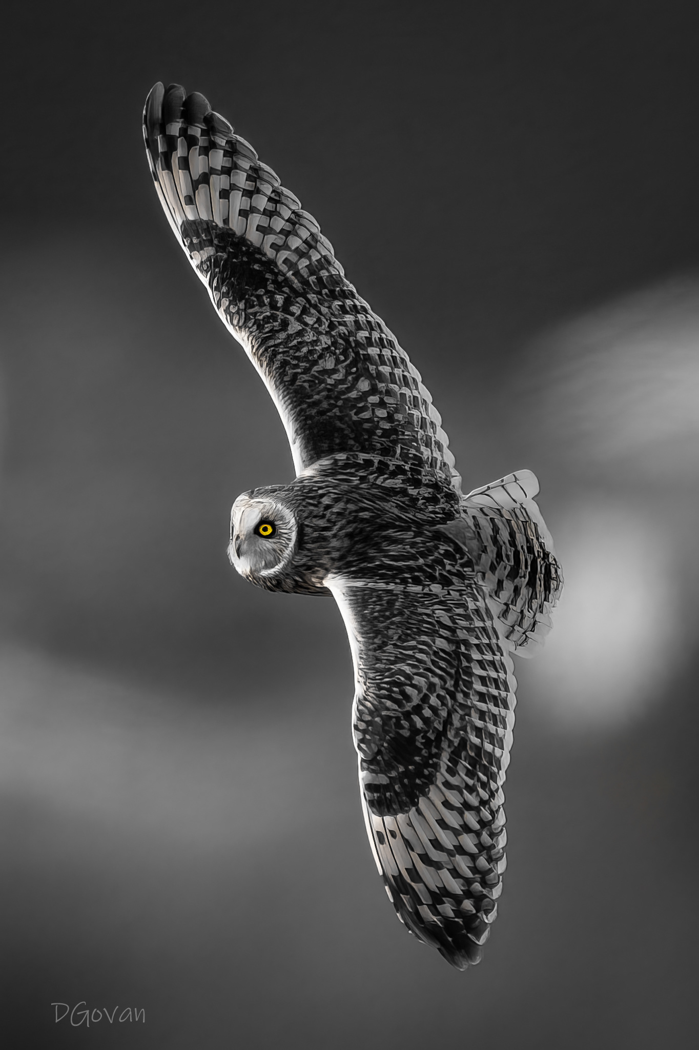 Short-eared Owl