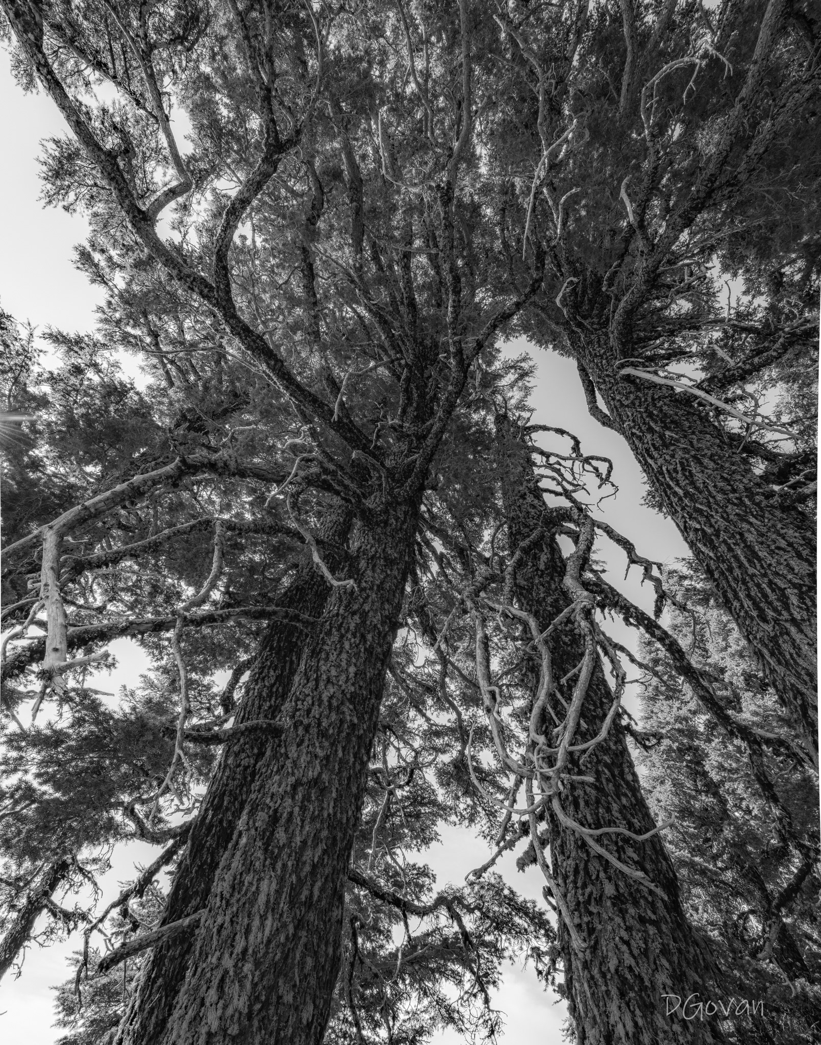 Twisted - Mountain Hemlock