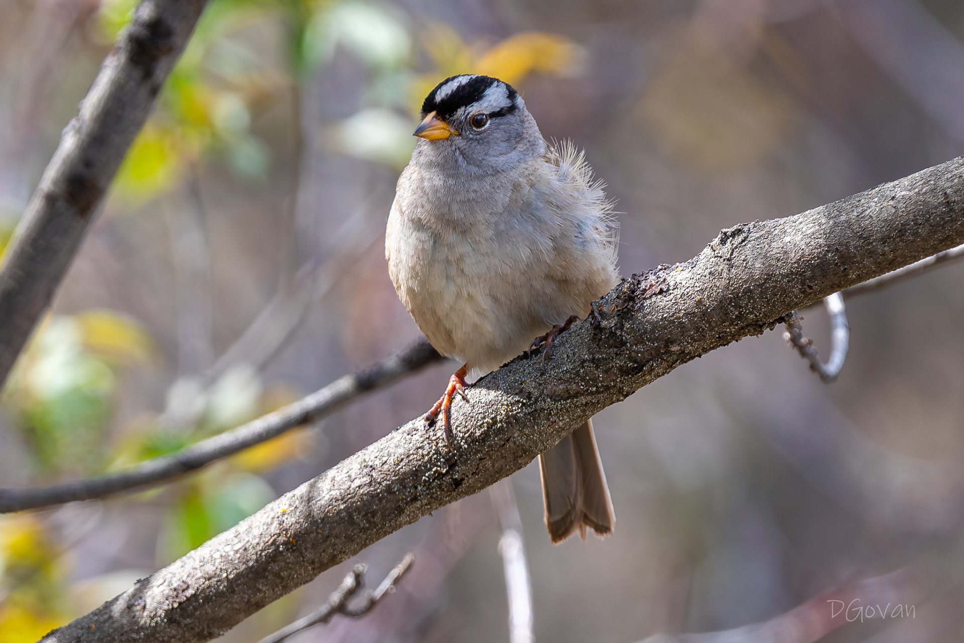 White-crowned Sparrow