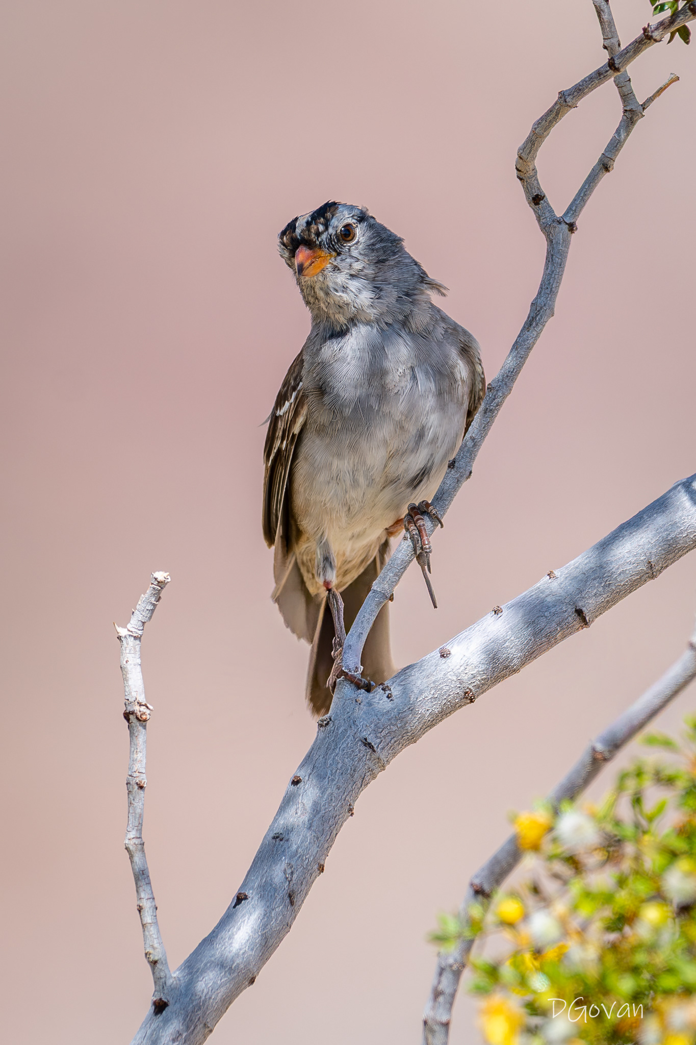 White-crowned Sparrow