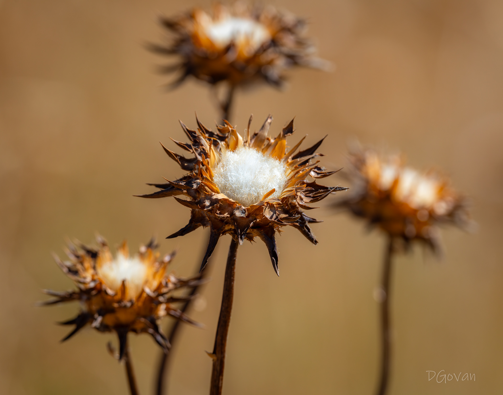 Dry Milk Thistle