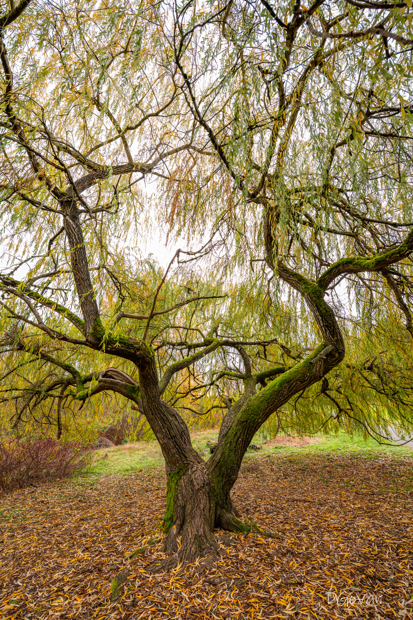 Willow