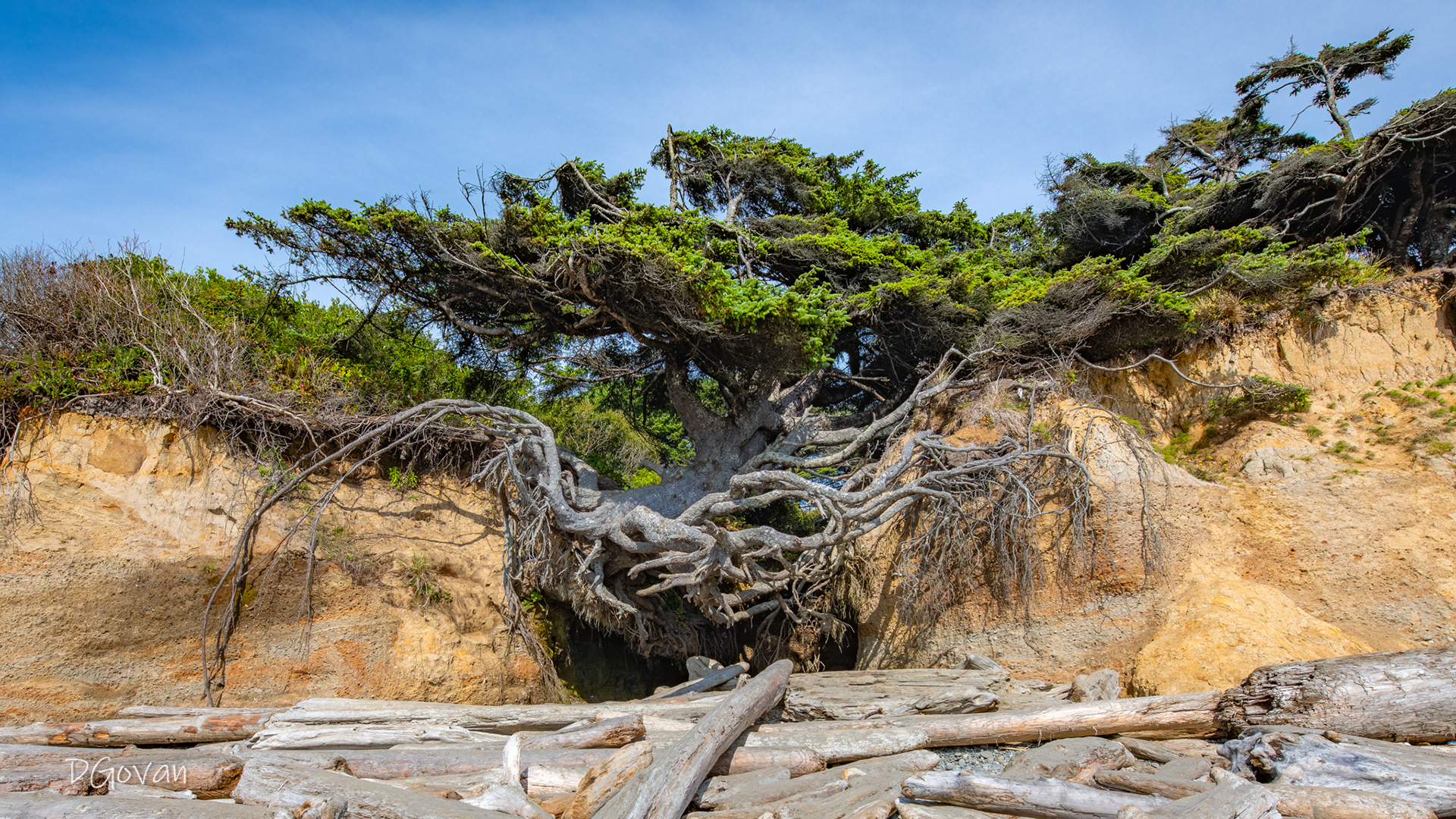 Tree of Life, Kalaloch WA
