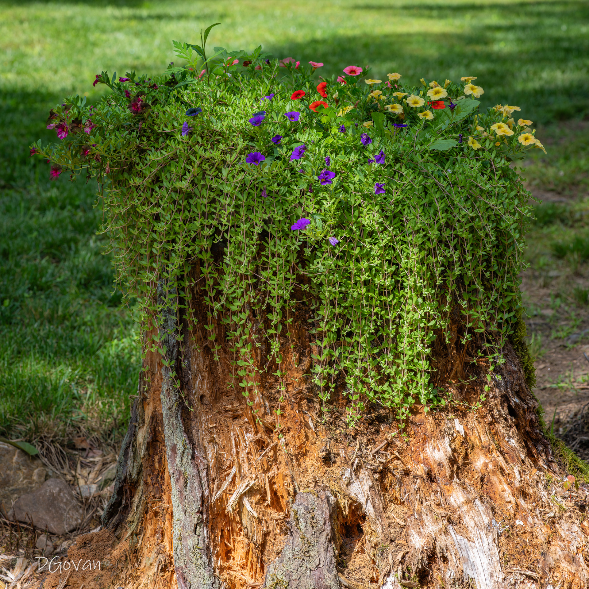 Flower Stump