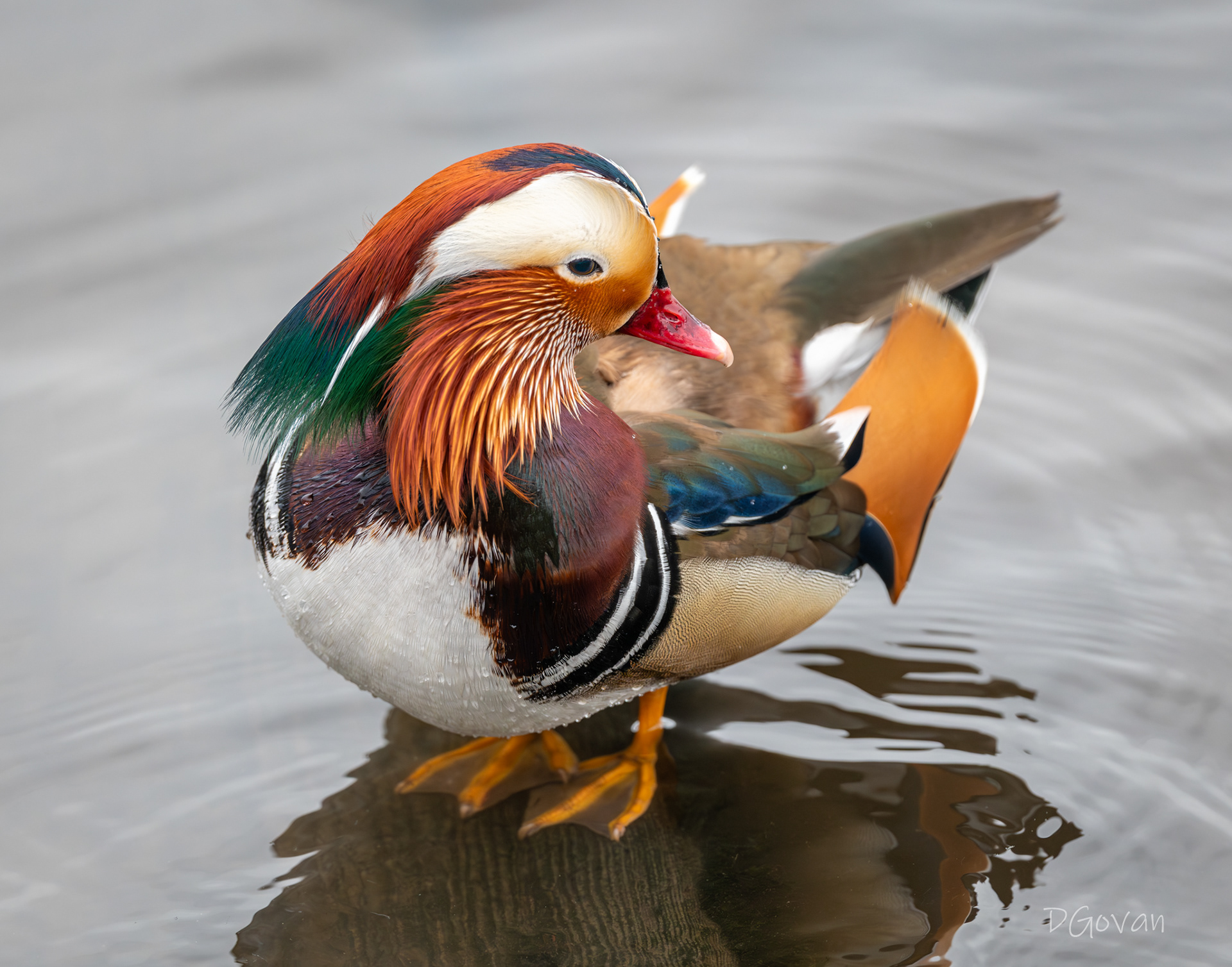 Mandarin Duck