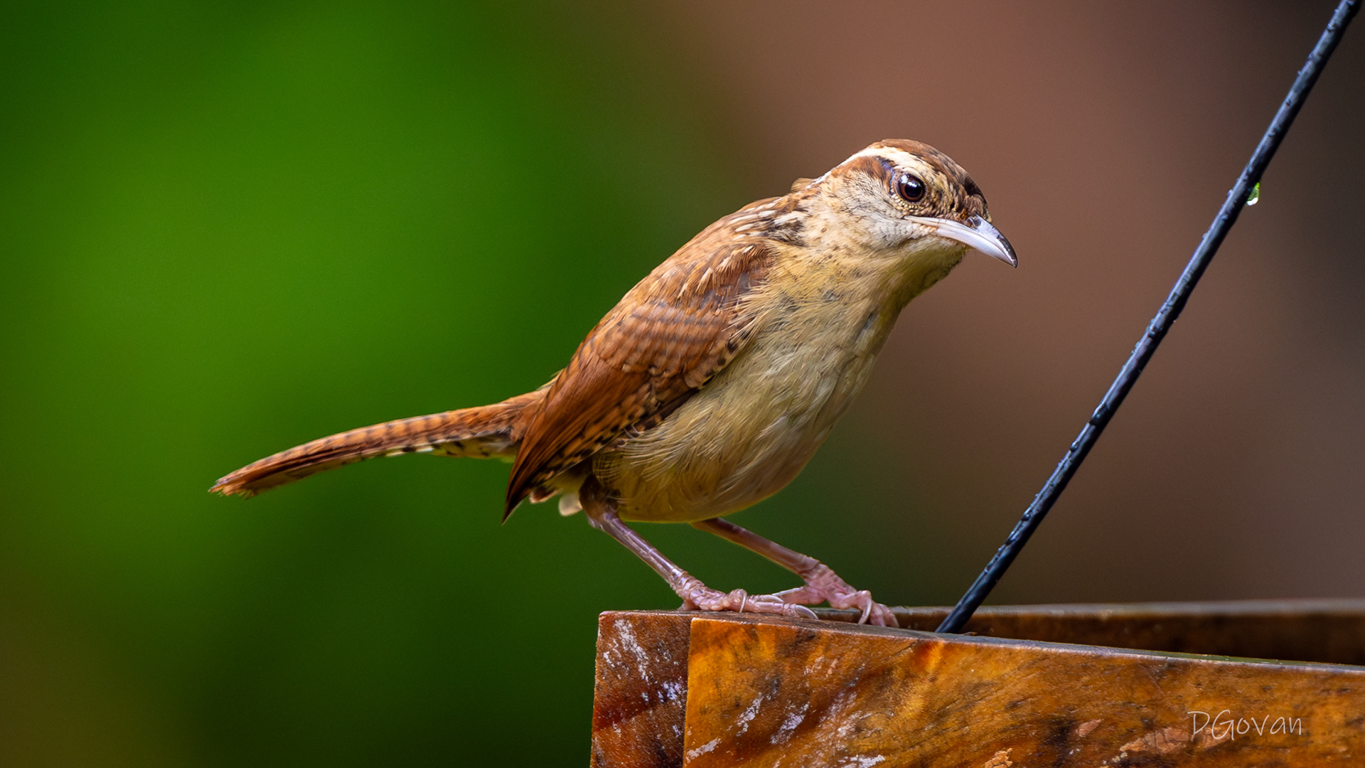 Carolina Wren