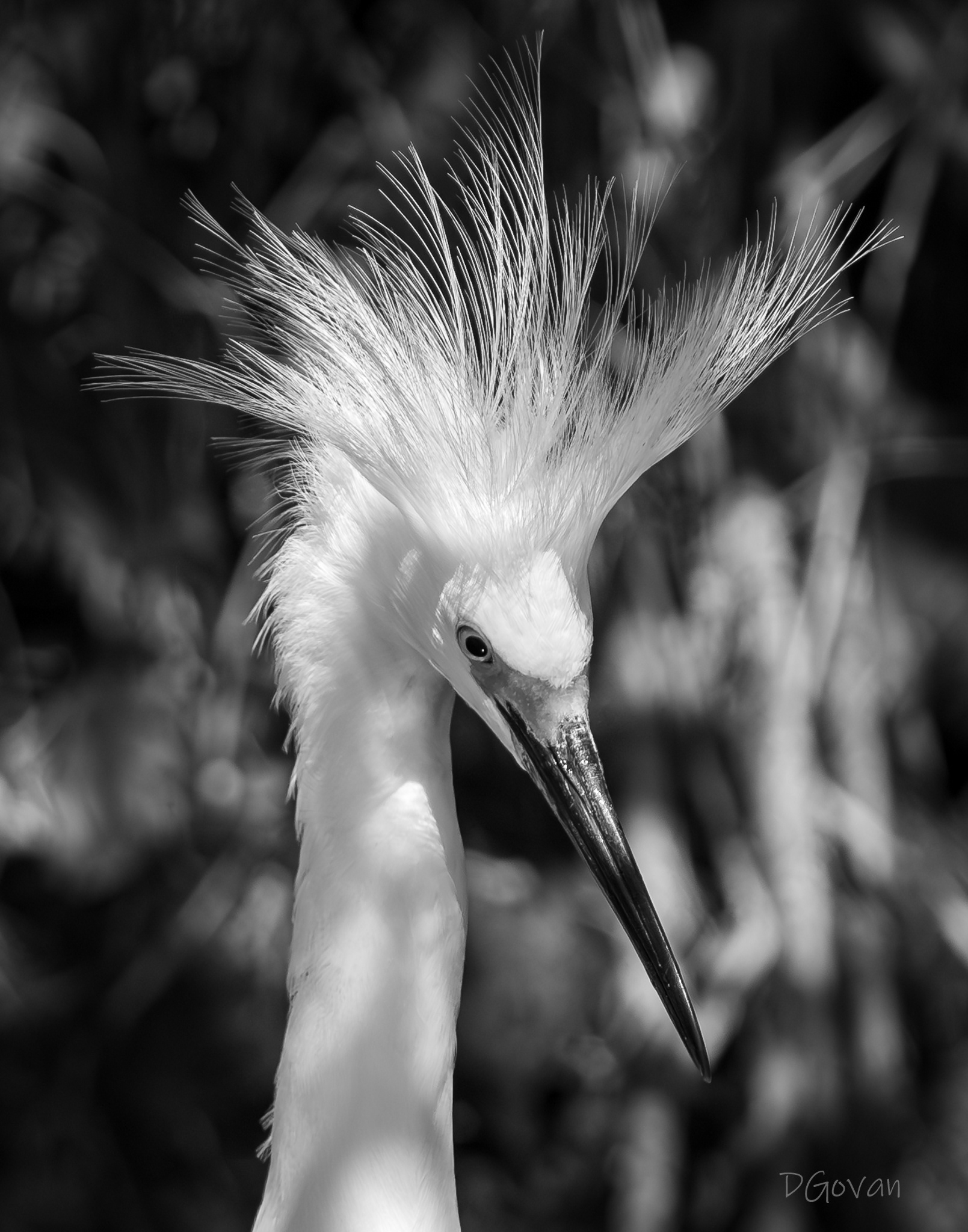 Bad Hair Day - Great Egret