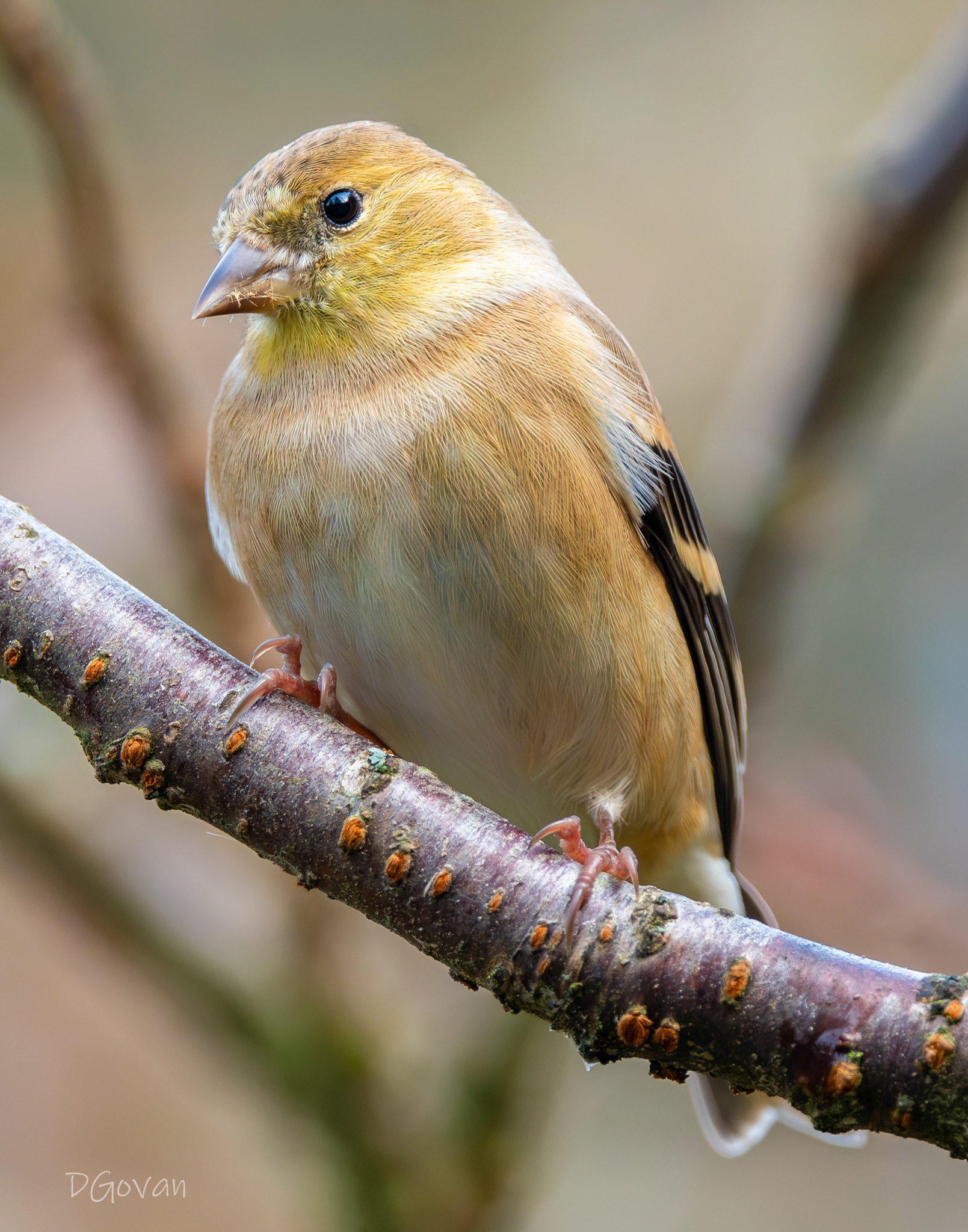 American Goldfinch