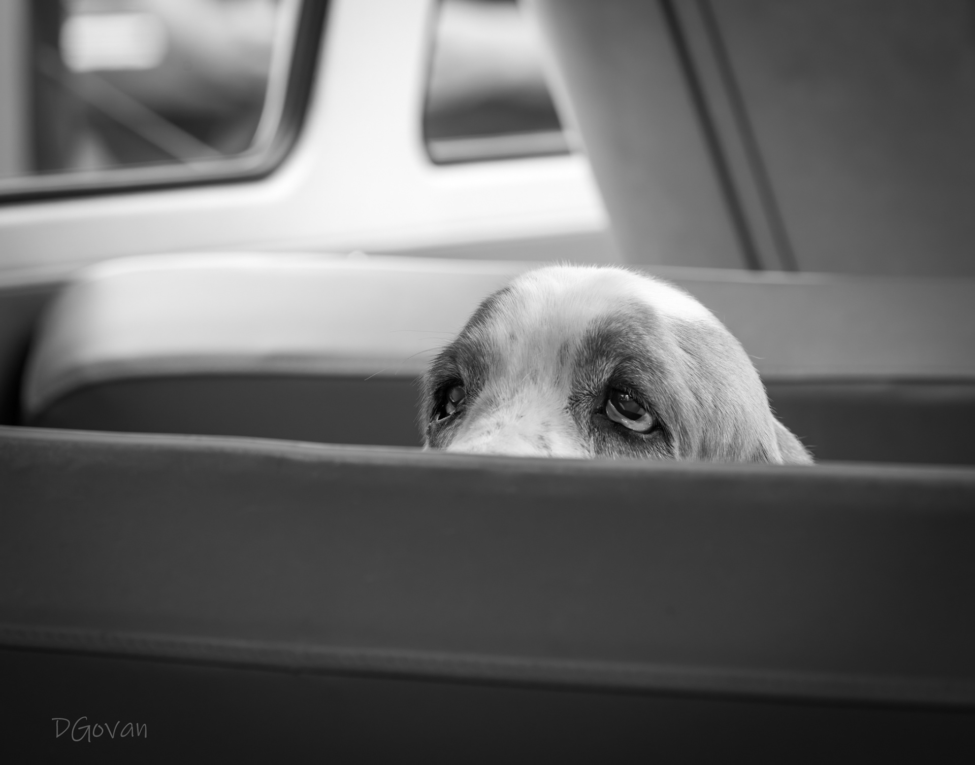 Old Hound Dog in a Surfer Van