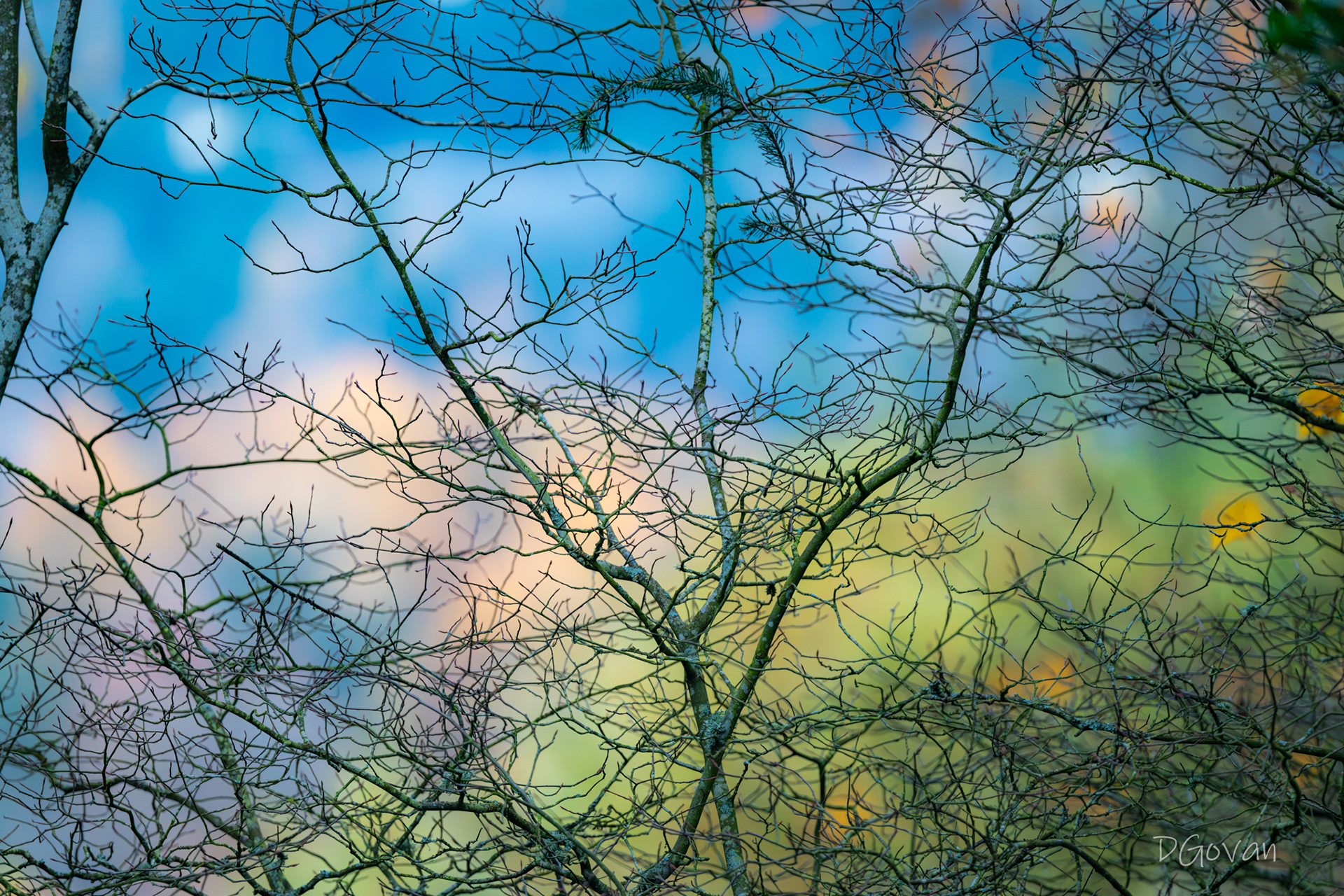 Leafless