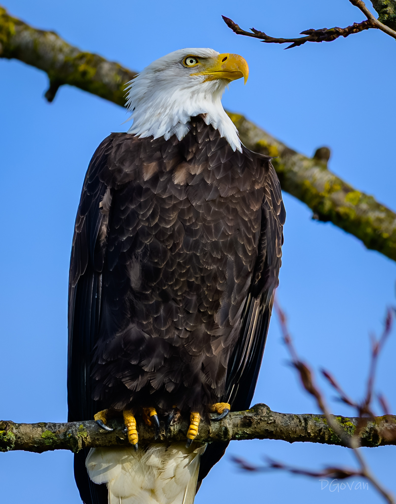 Mature Bald Eagle