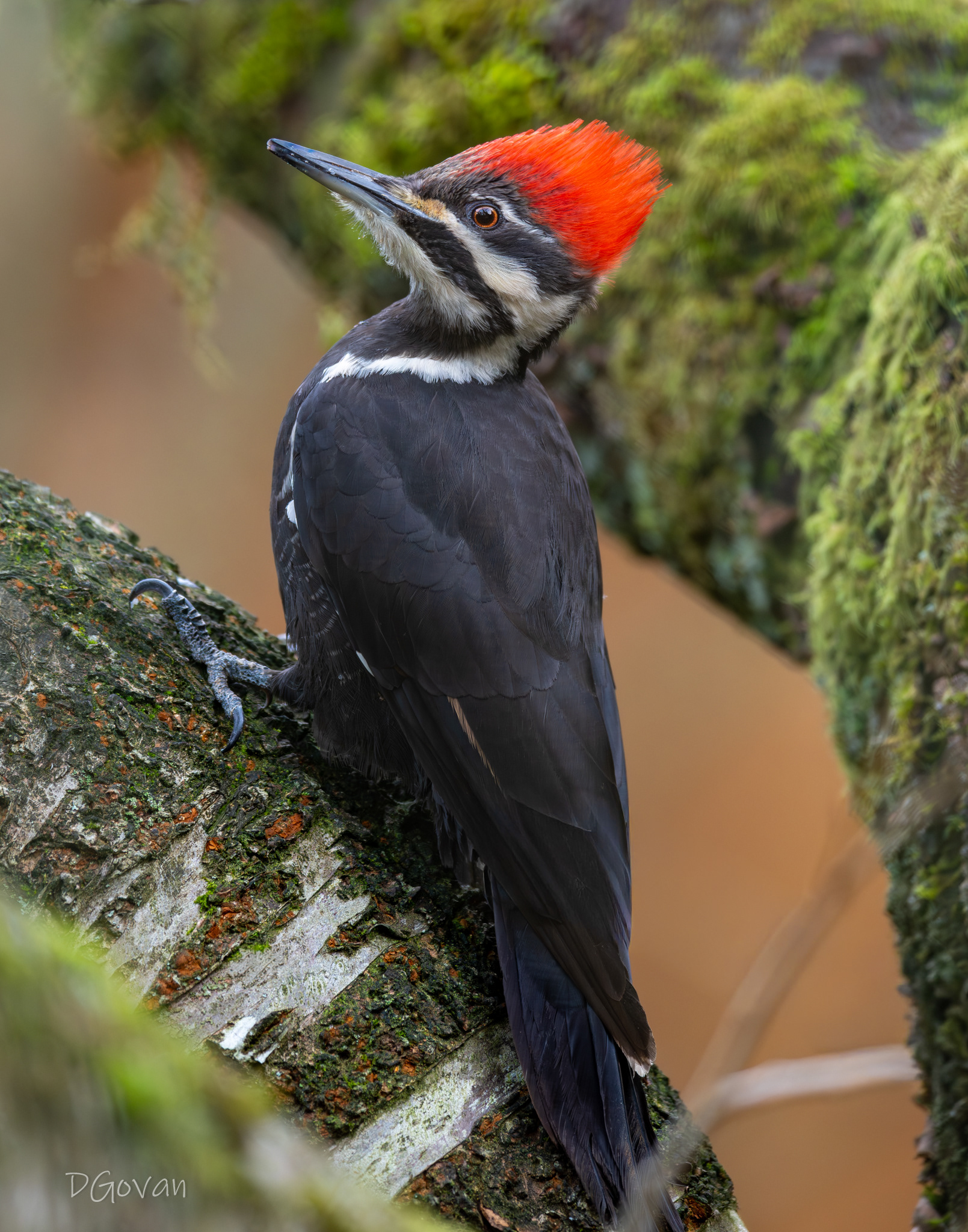 Female Pileated