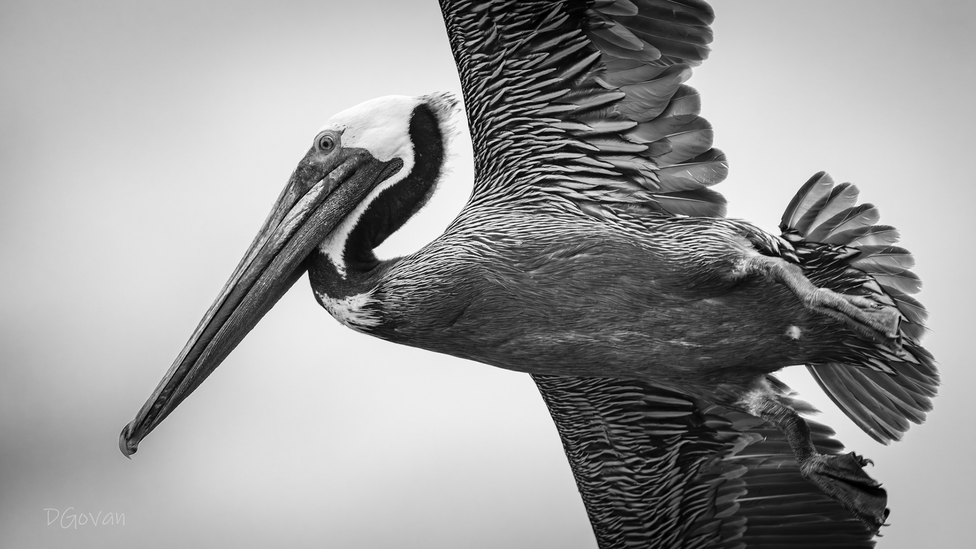 Hair on Fire - Brown Pelican