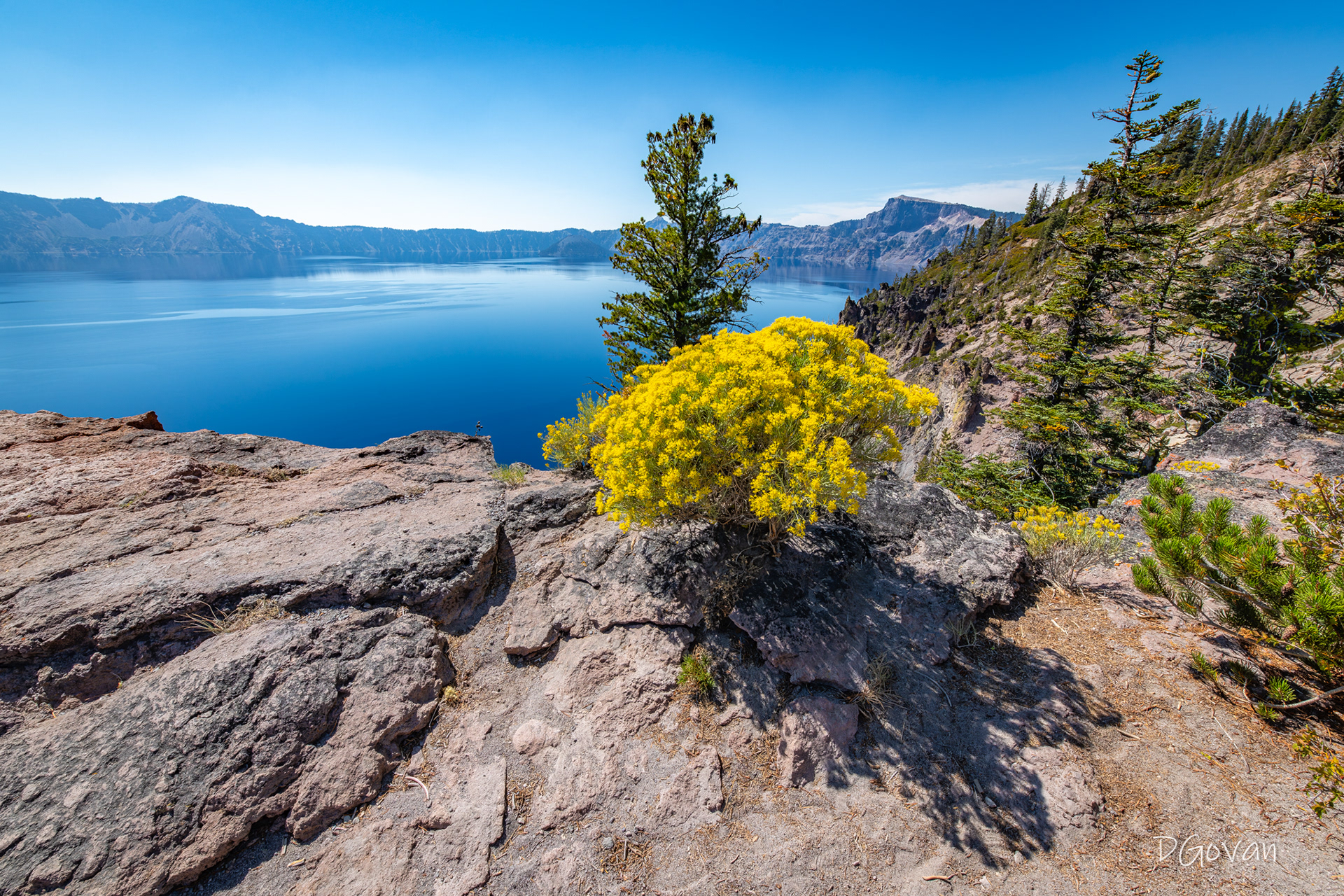 Rabbitbrush