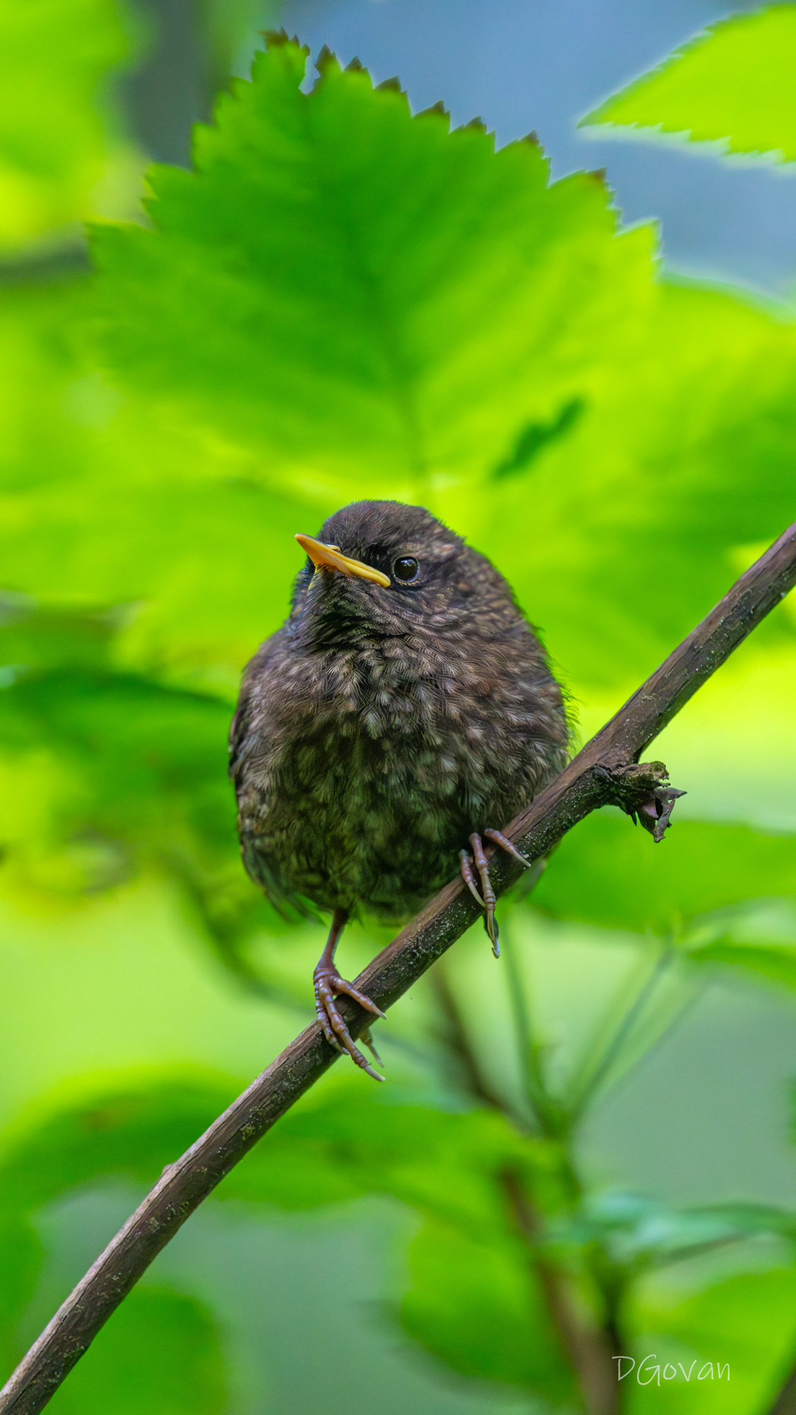 Pacific Wren