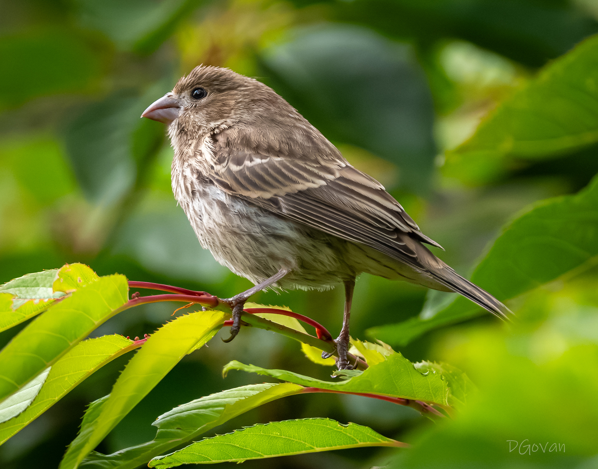 Female House Finch