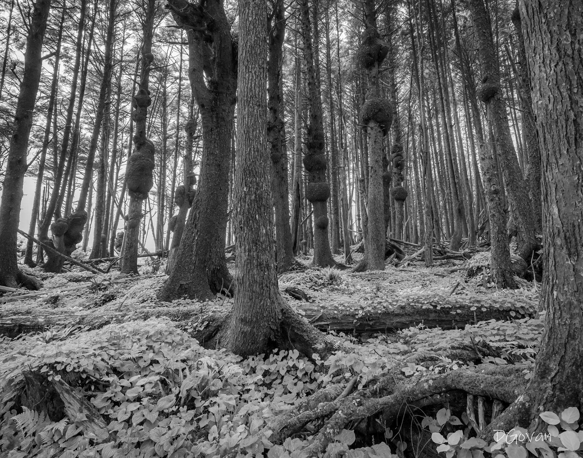 Burl Forest