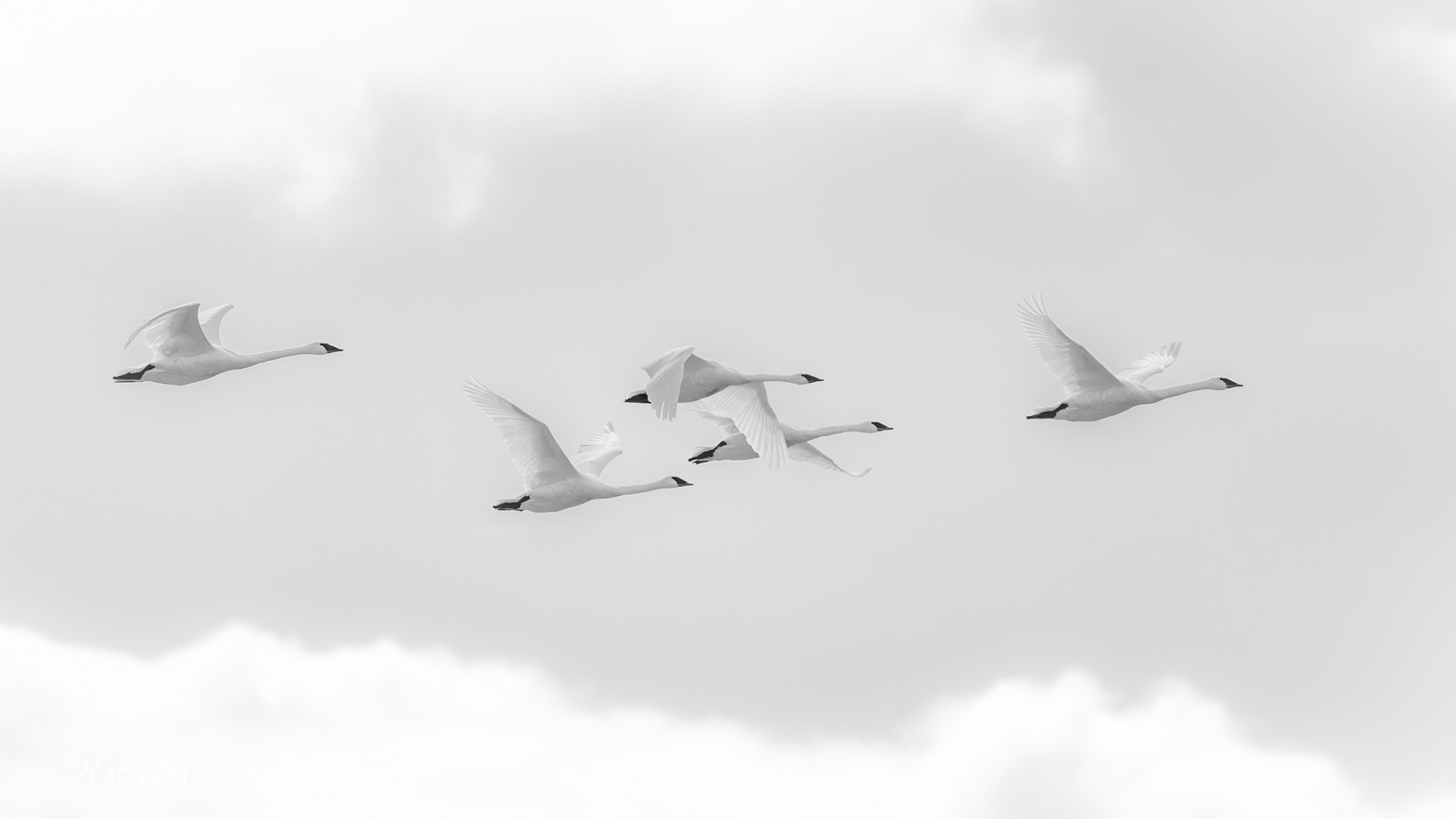 Trumpeter Swans