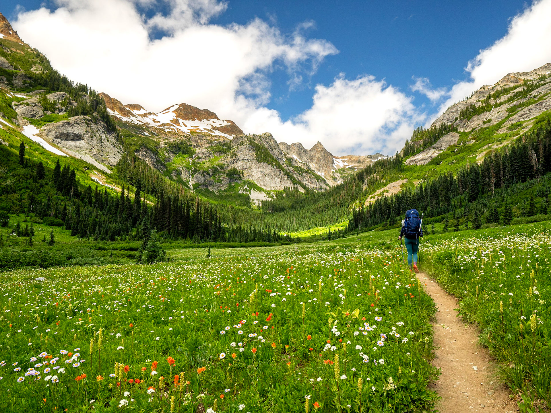 Alpine meadow filled with Castilleja, Aster, and Yarrow.  Glacier Peak Wilderness.