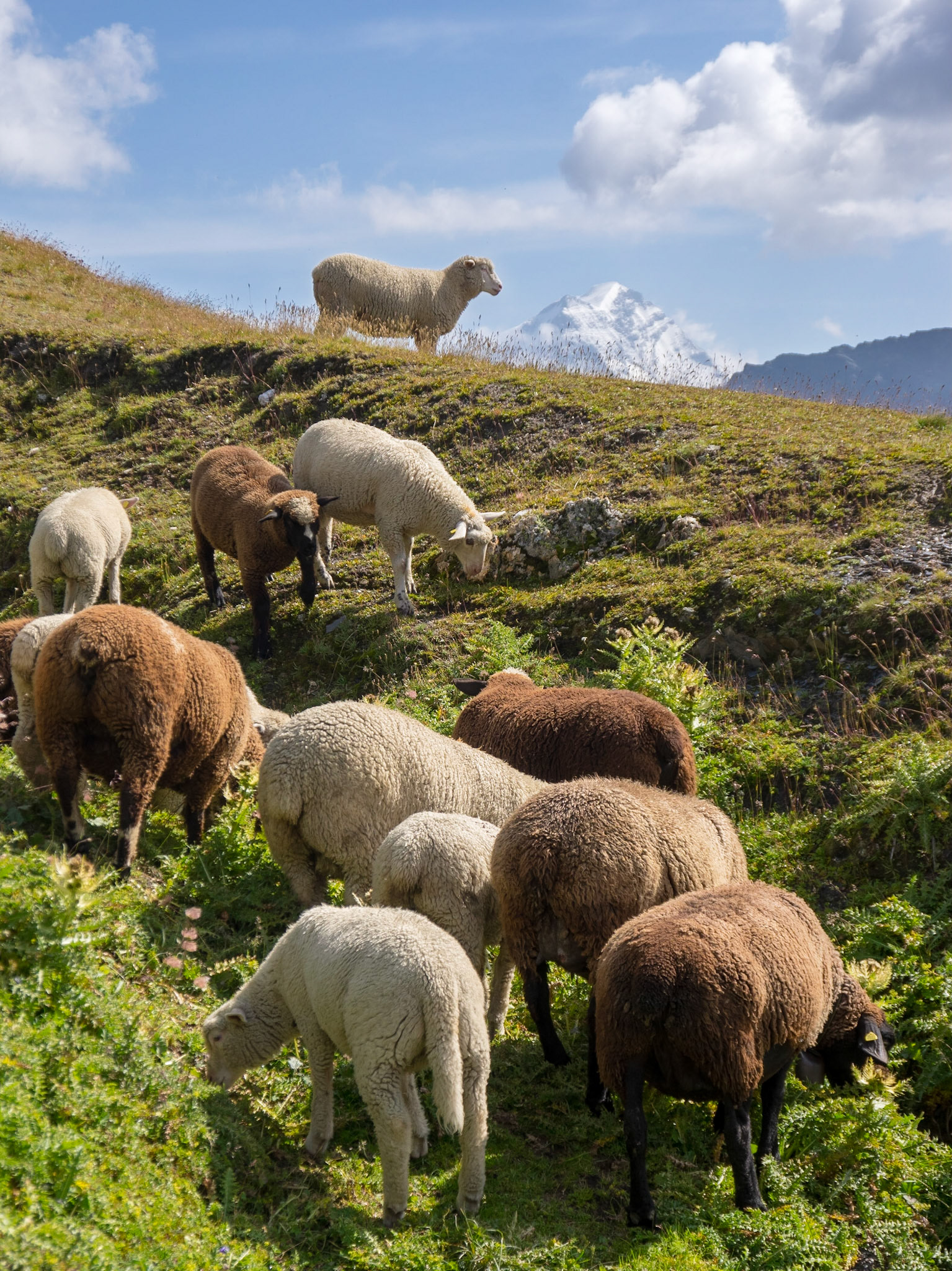 Alpine Sheep, border of Switzerland and Italy.