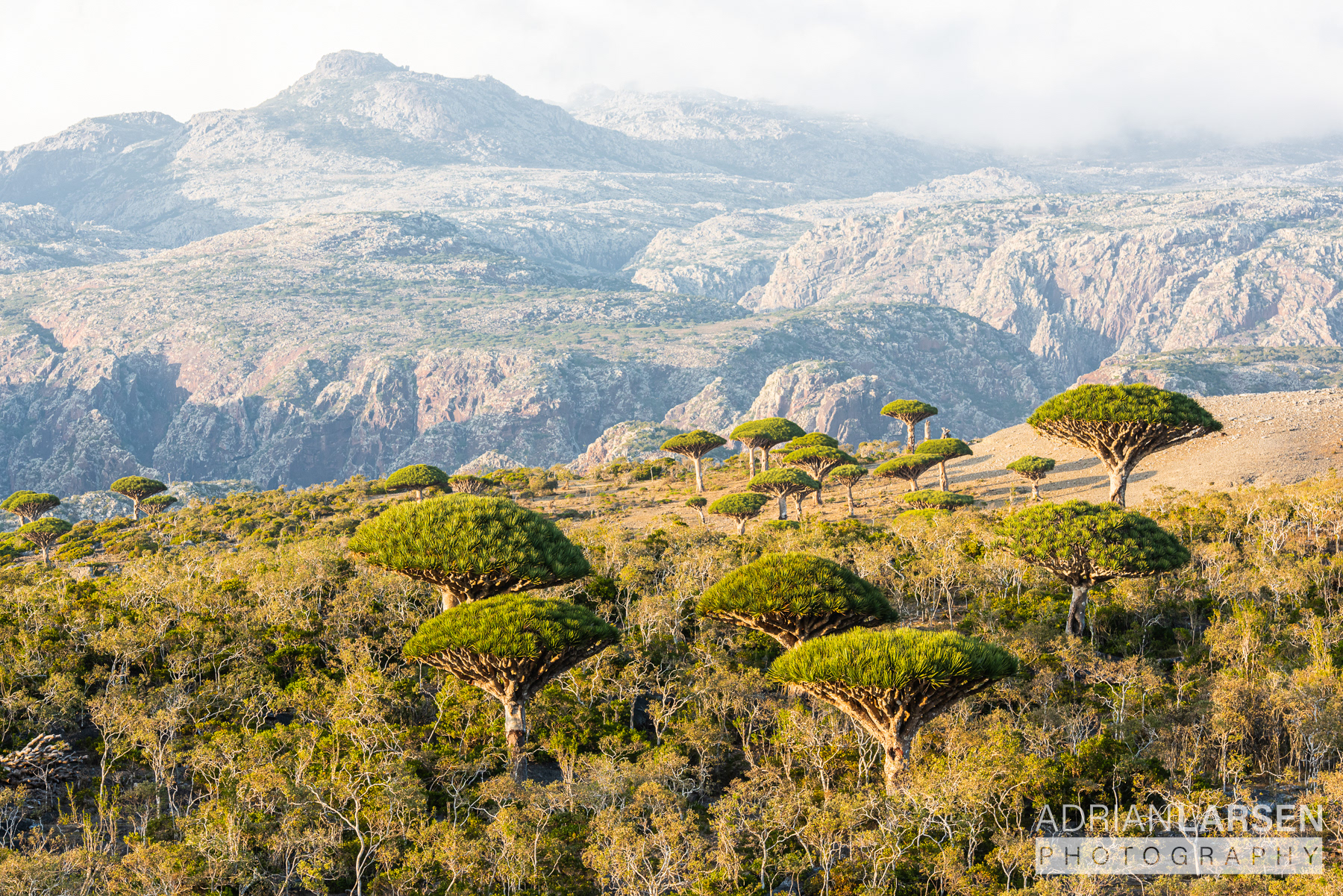 Socotra, Yemen | 11.01.2024