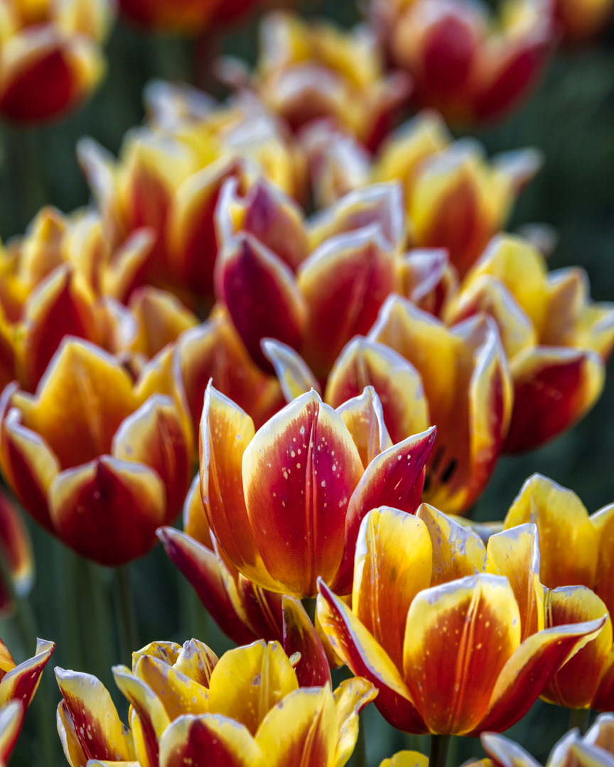 Garden of Flame - Wooden Shoe Tulip Festival, WA