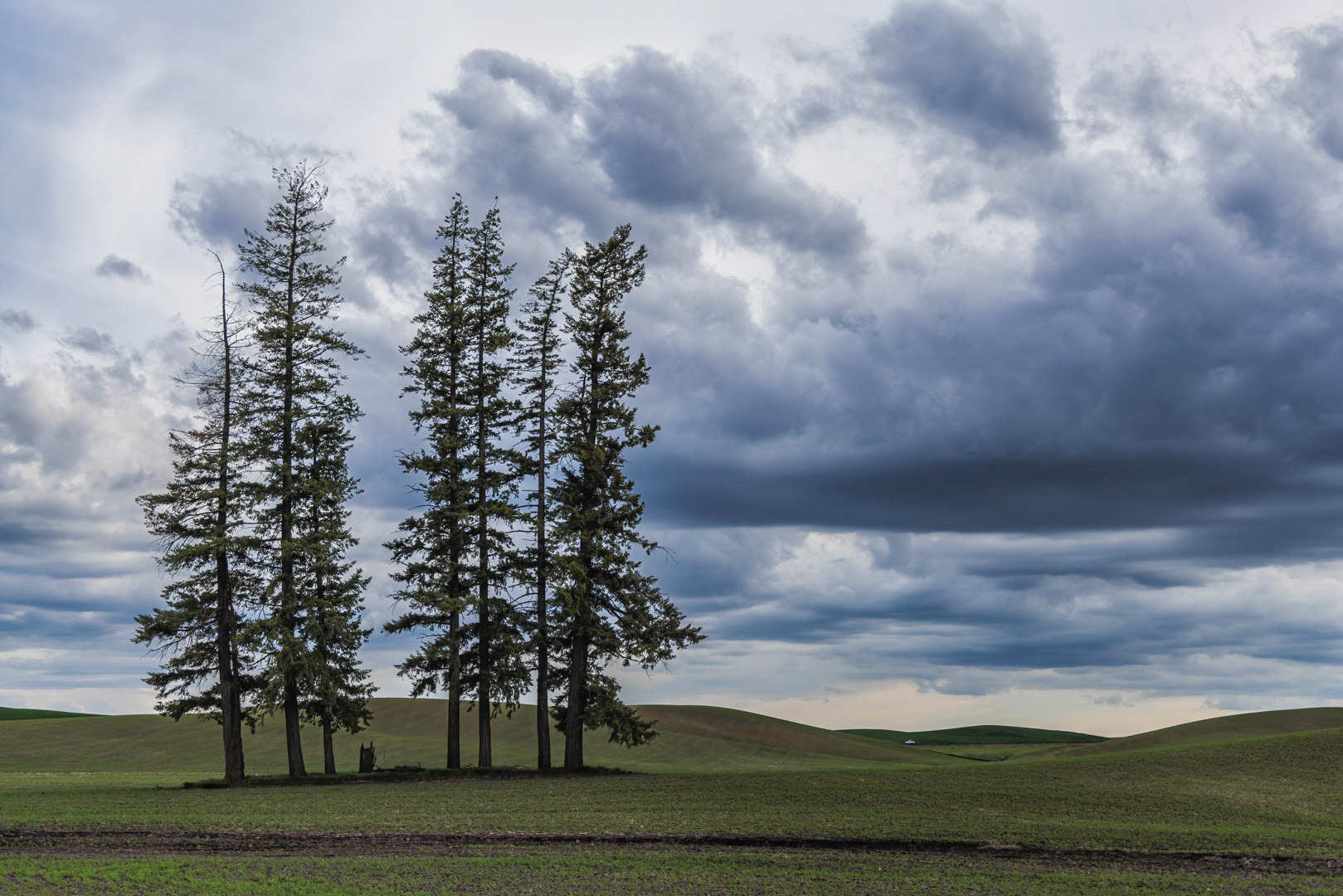 Standing - The Palouse, WA