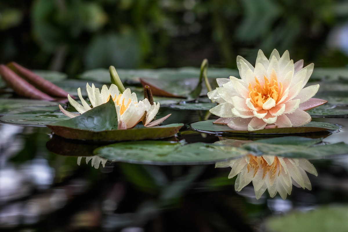 Delicate Reflections