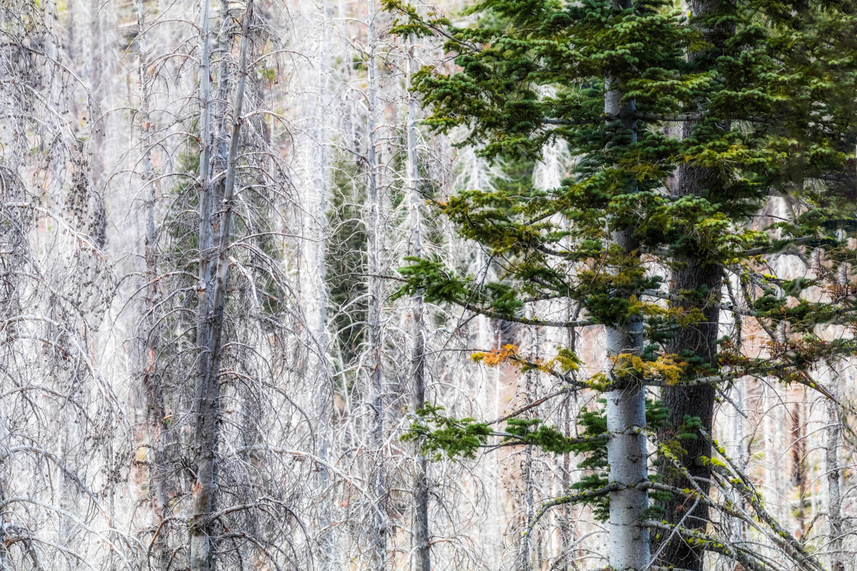 Guardian of the Dead