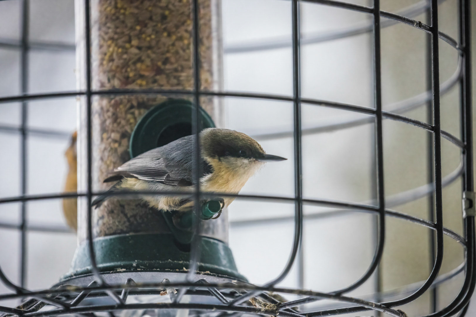 Nuthacth Behind Bars - Bend, OR