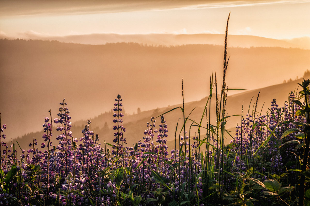 Sunset among the Lupine