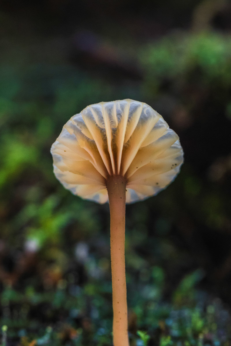 Fairy Mushroom