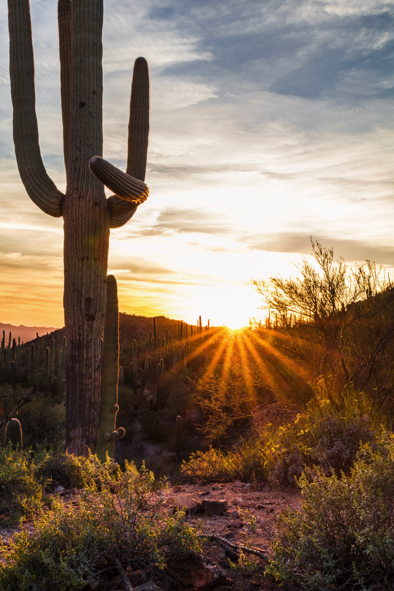 Sunset Over Saguaro
