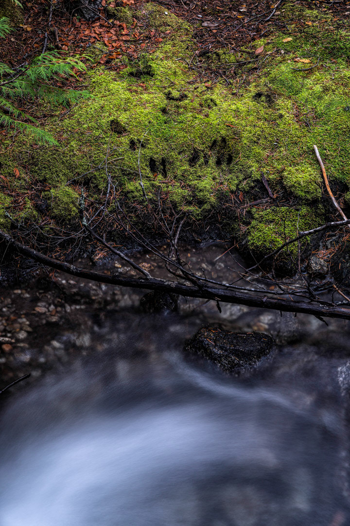 Stopped for a Drink - Deer hoof prints - Leavenworth, WA
