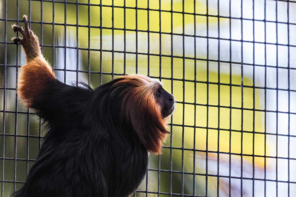 Golden Lion Tamarin- Santa Ana Zoo