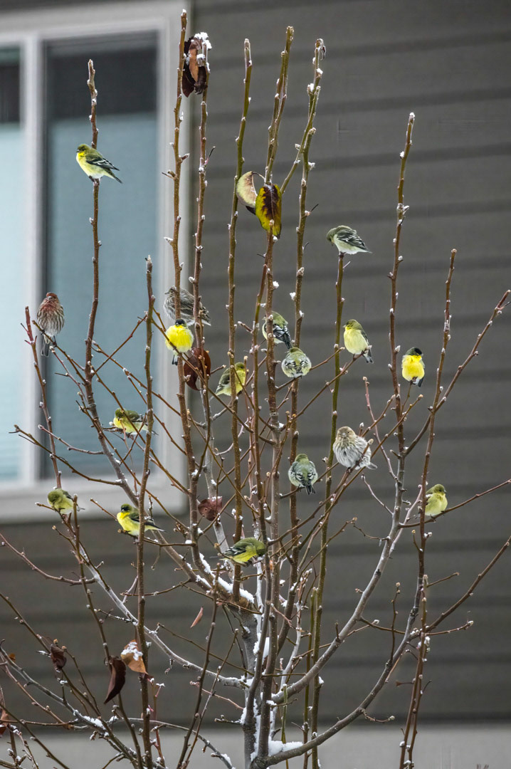 Feathered Decorations - Bend, OR