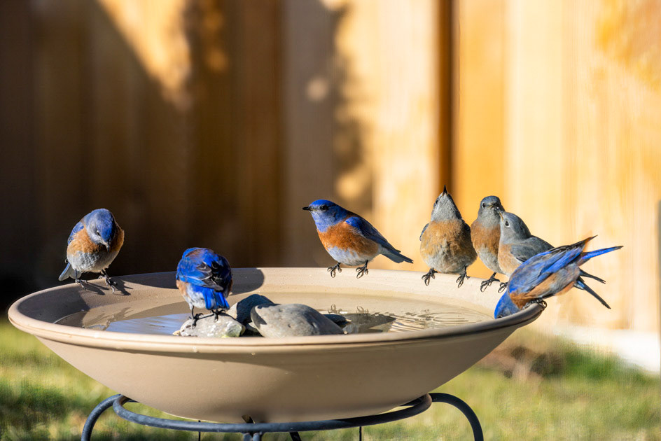 Bluebird Party- Western Bluebird